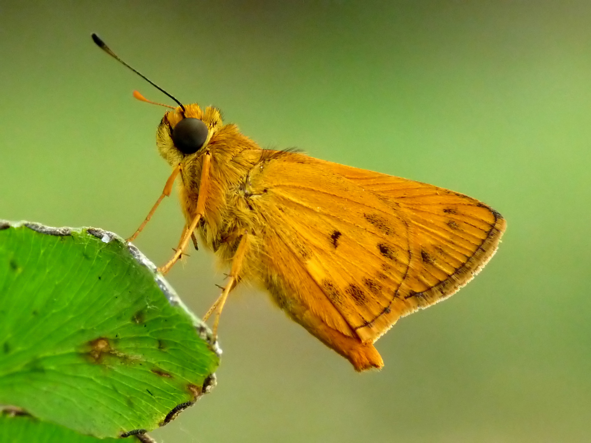Oriens goloides by Kadavoor