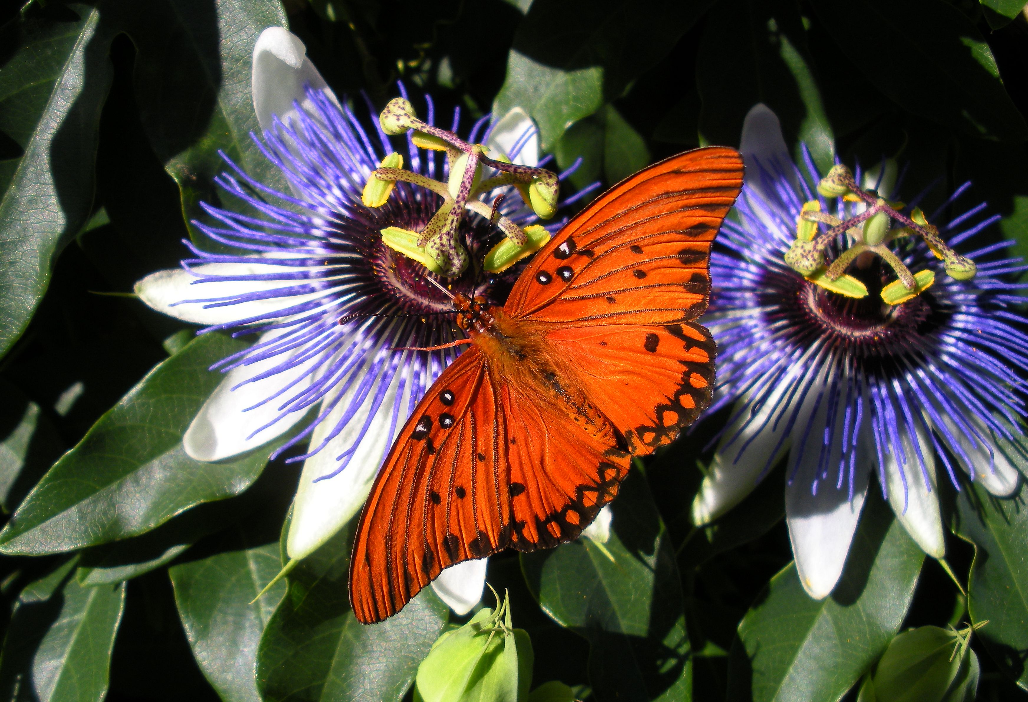 Original Fritillary feeding on passion flower