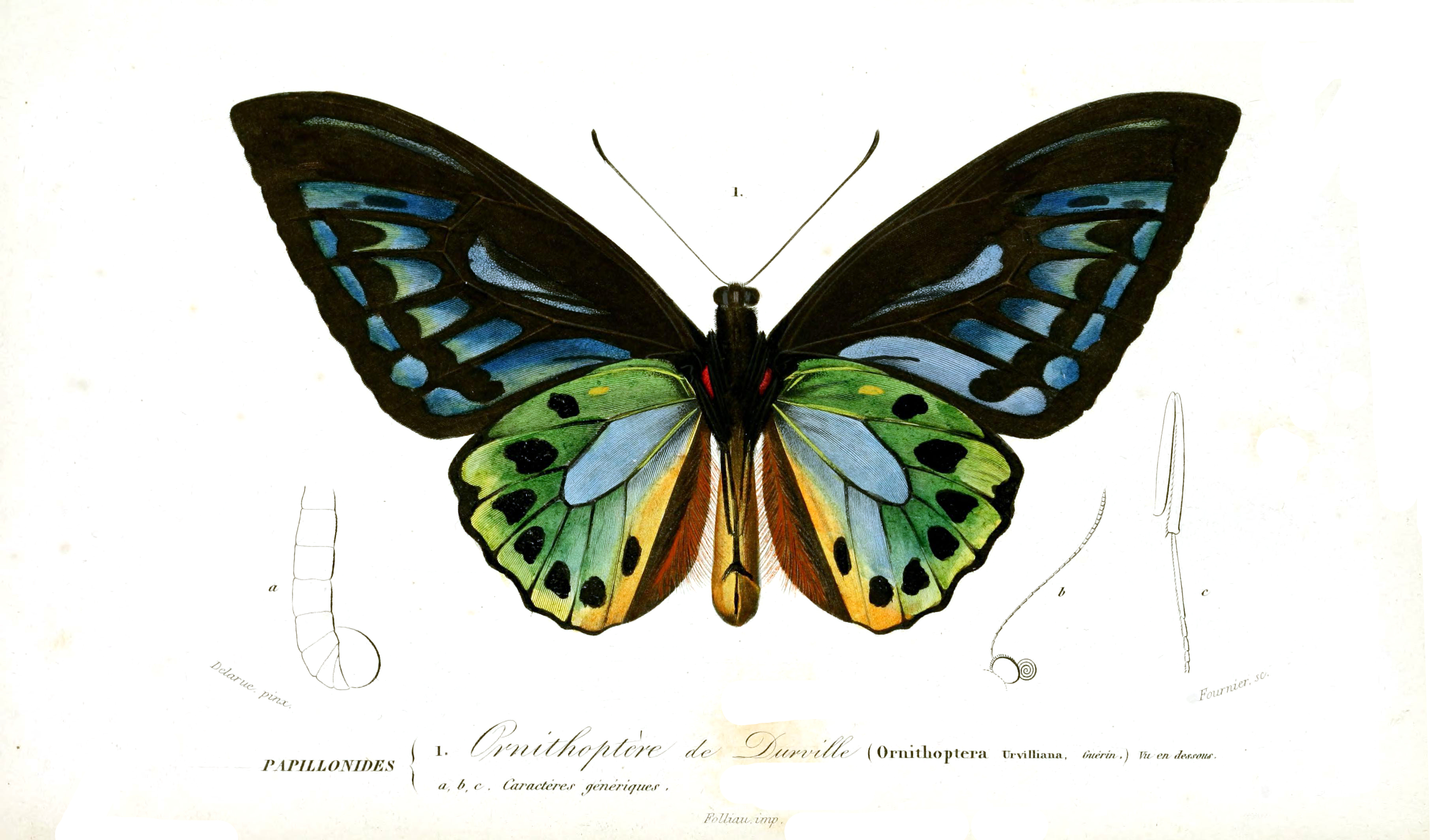 Ornithoptera Histoire Naturelle