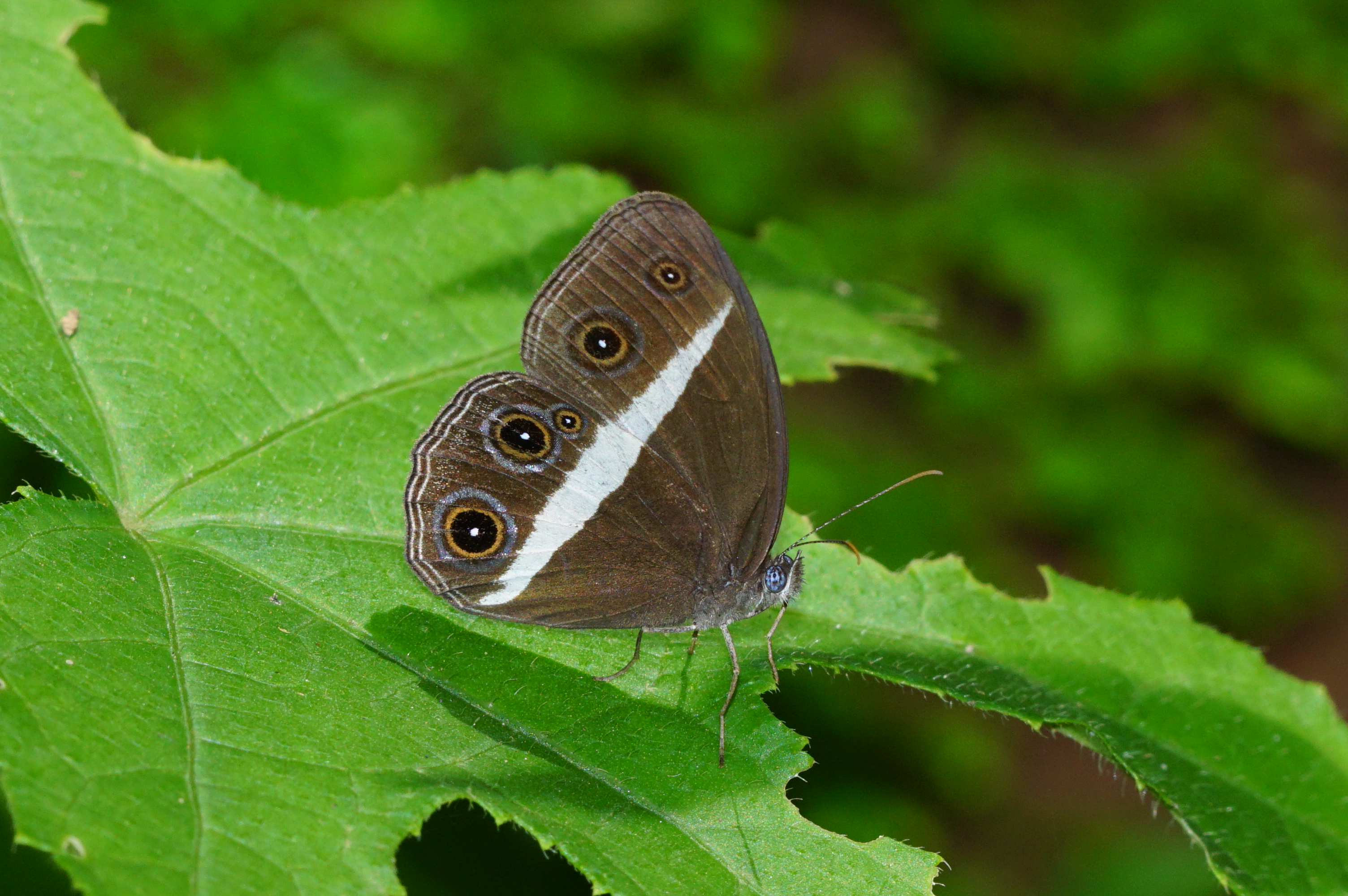 Orsotriaena medus 05069