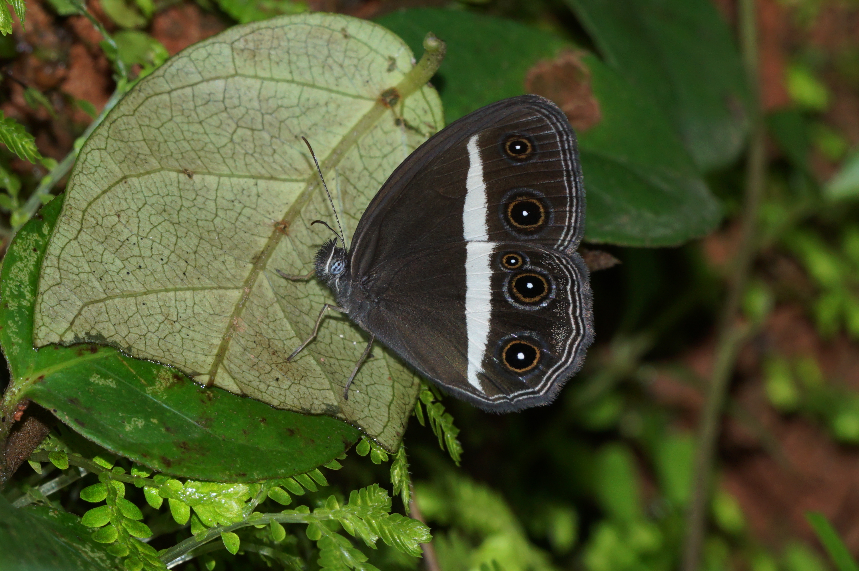 Orsotriaena medus 09751