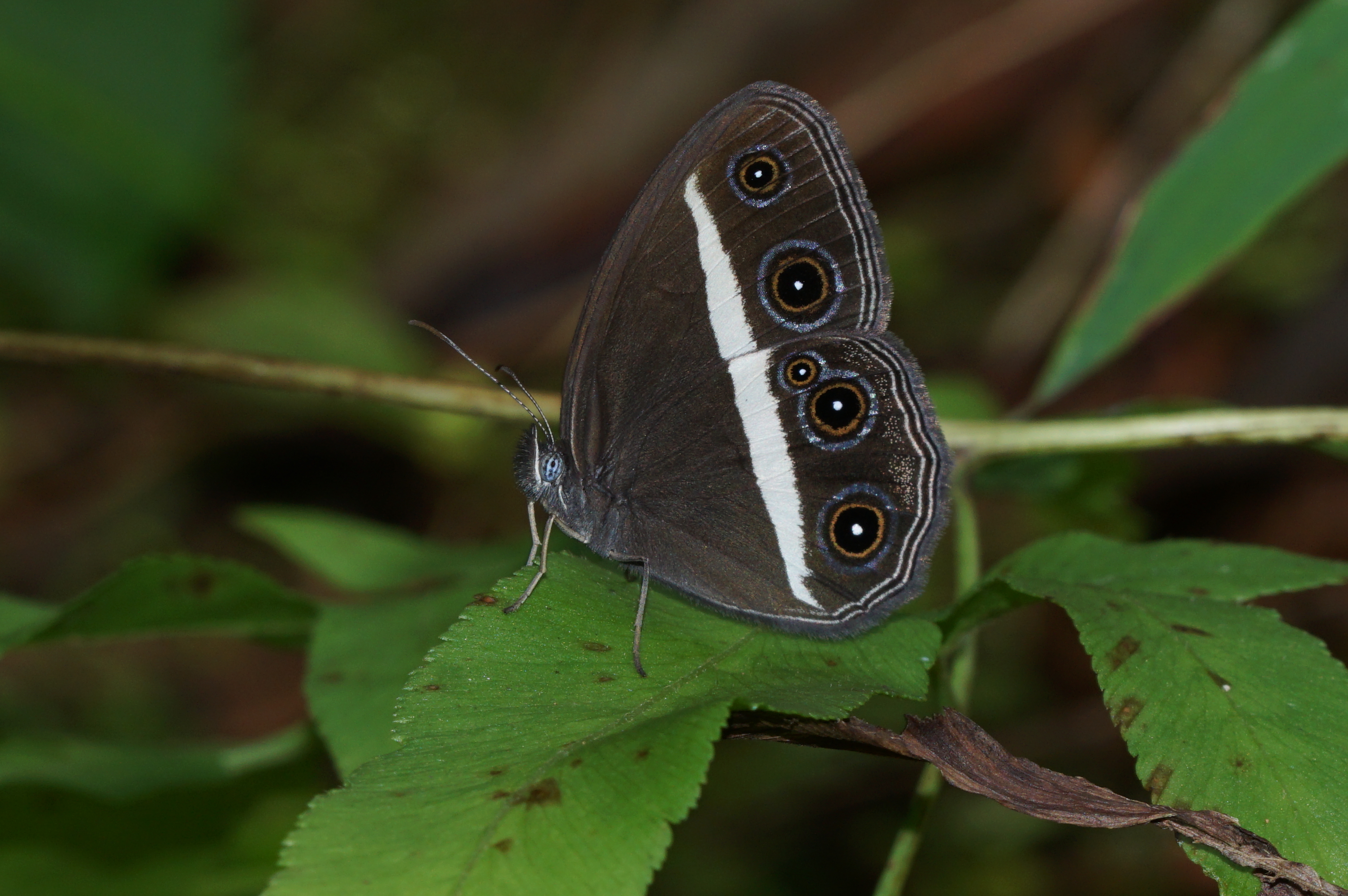 Orsotriaena medus 09795