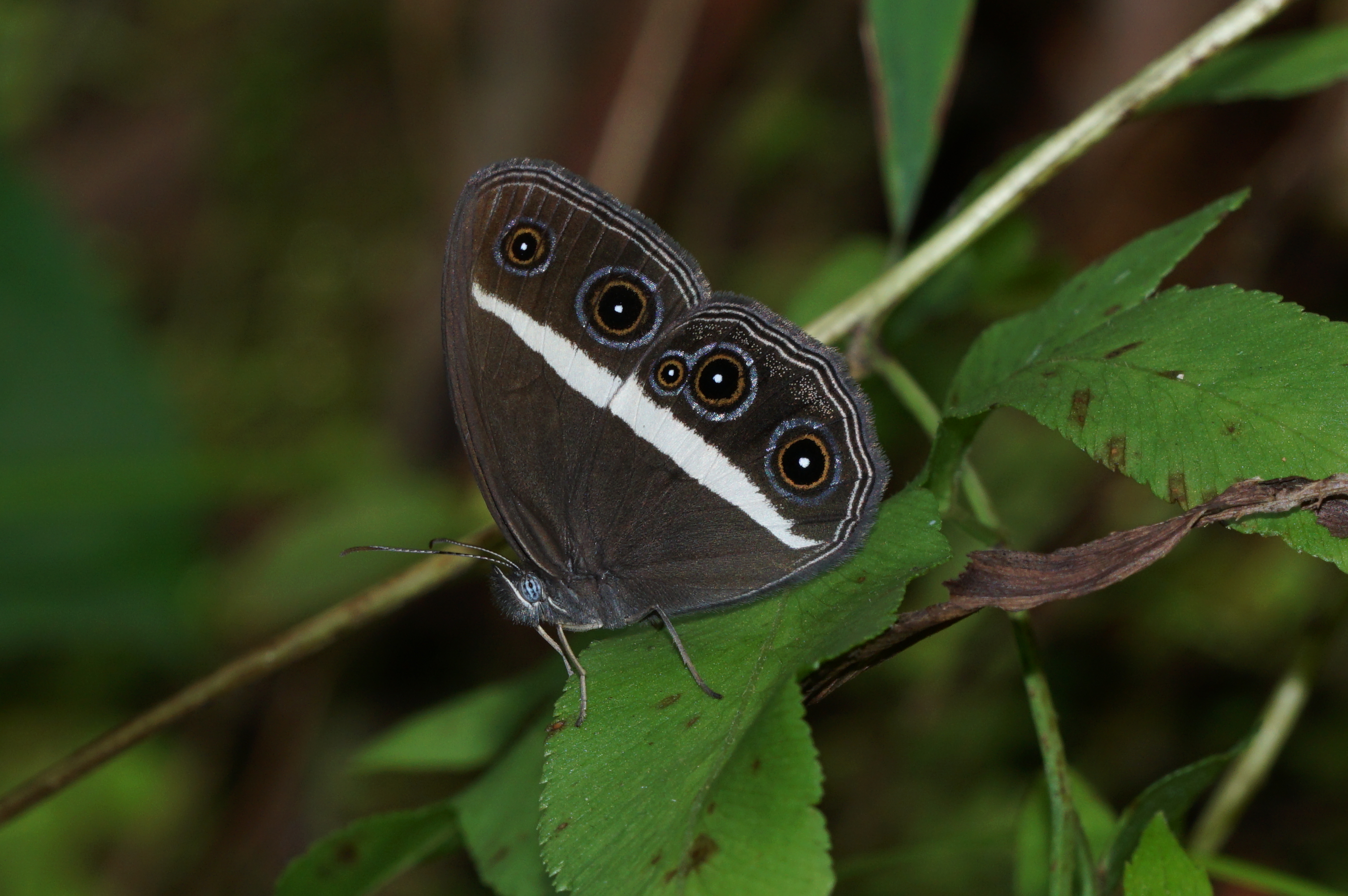 Orsotriaena medus 09796