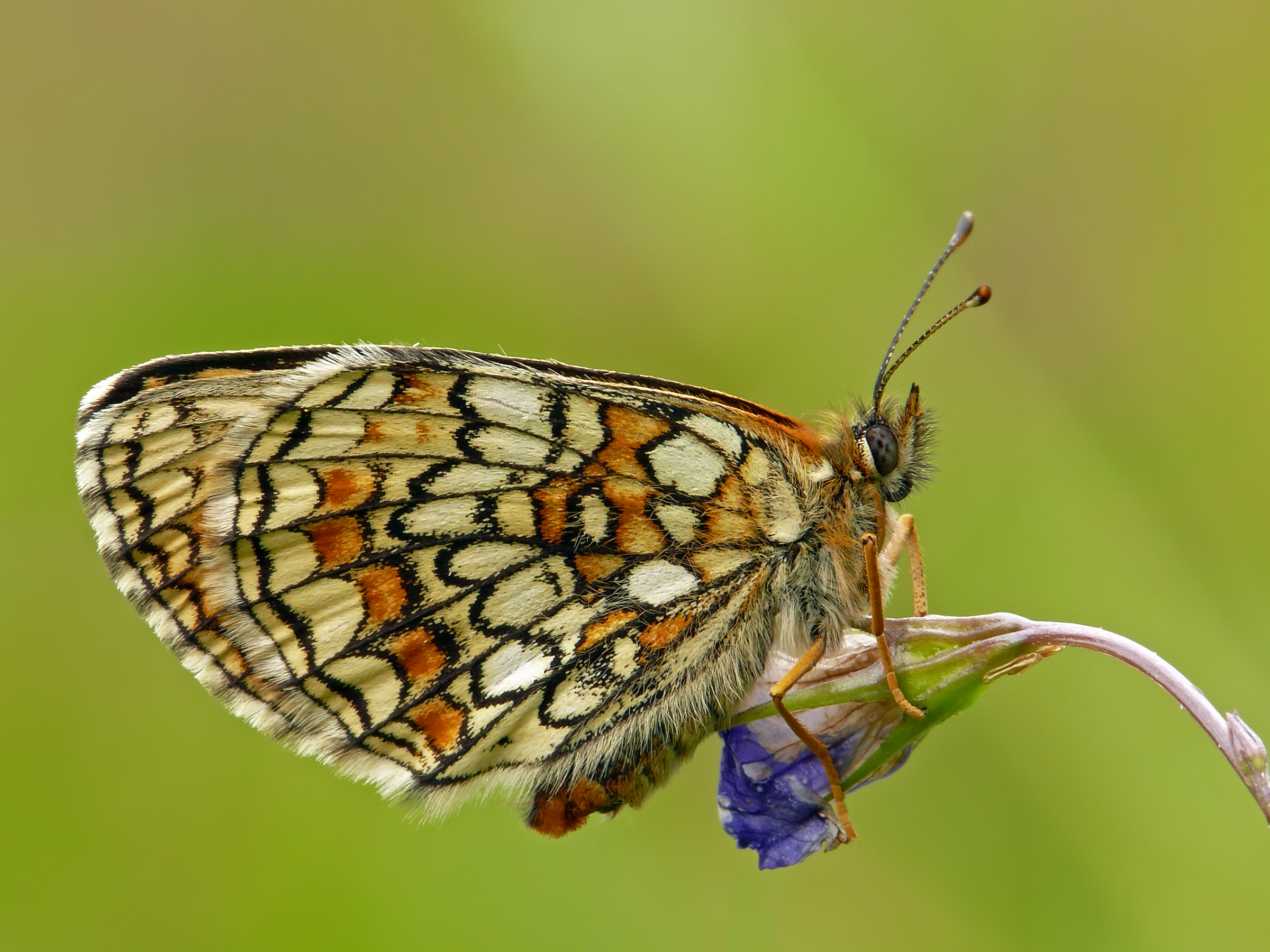 P1160778 Melitaea athalia