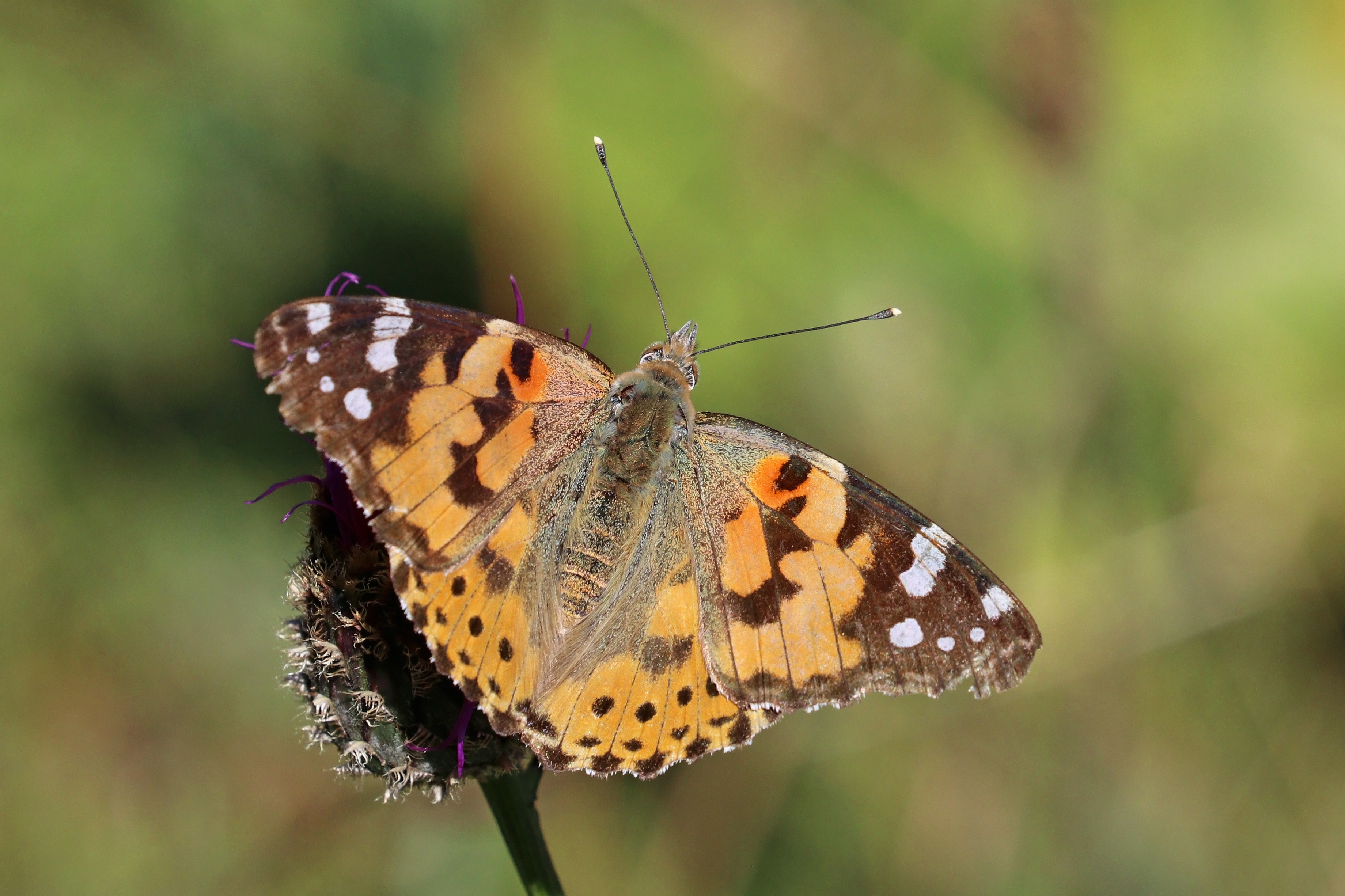 Painted lady (Vanessa cardui) Sweden