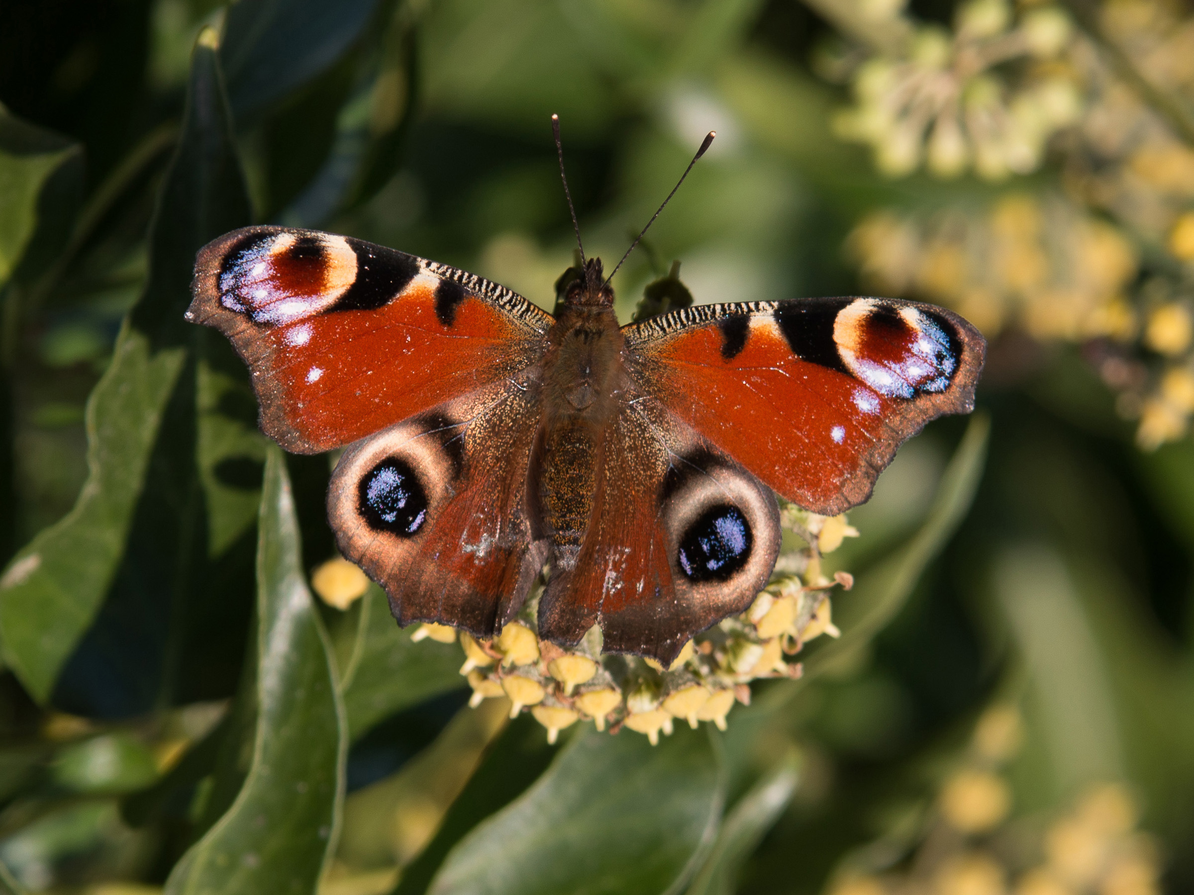 Paon du jour-Aglais io-Pleiney-20141029
