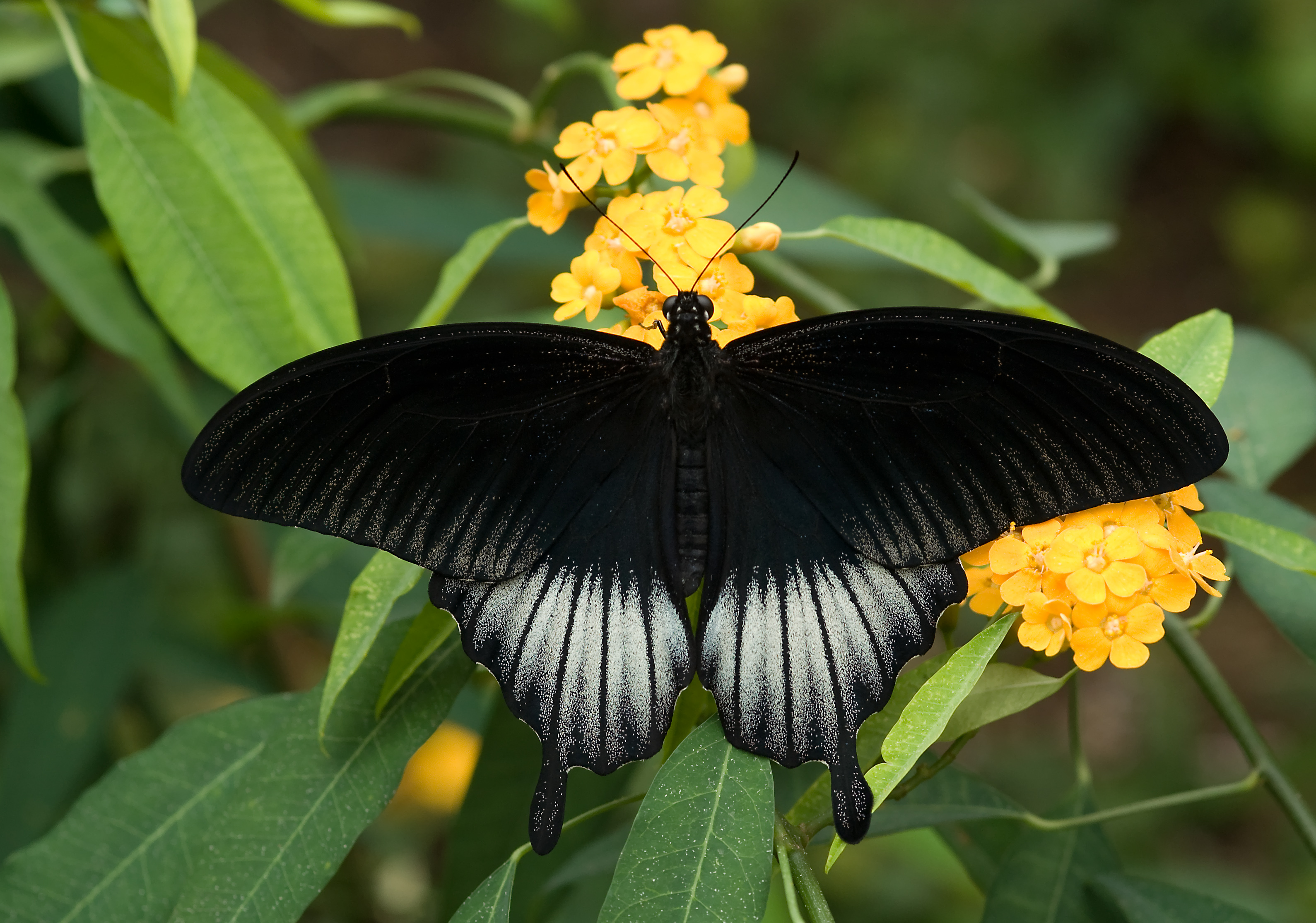 Papilio-pjt1