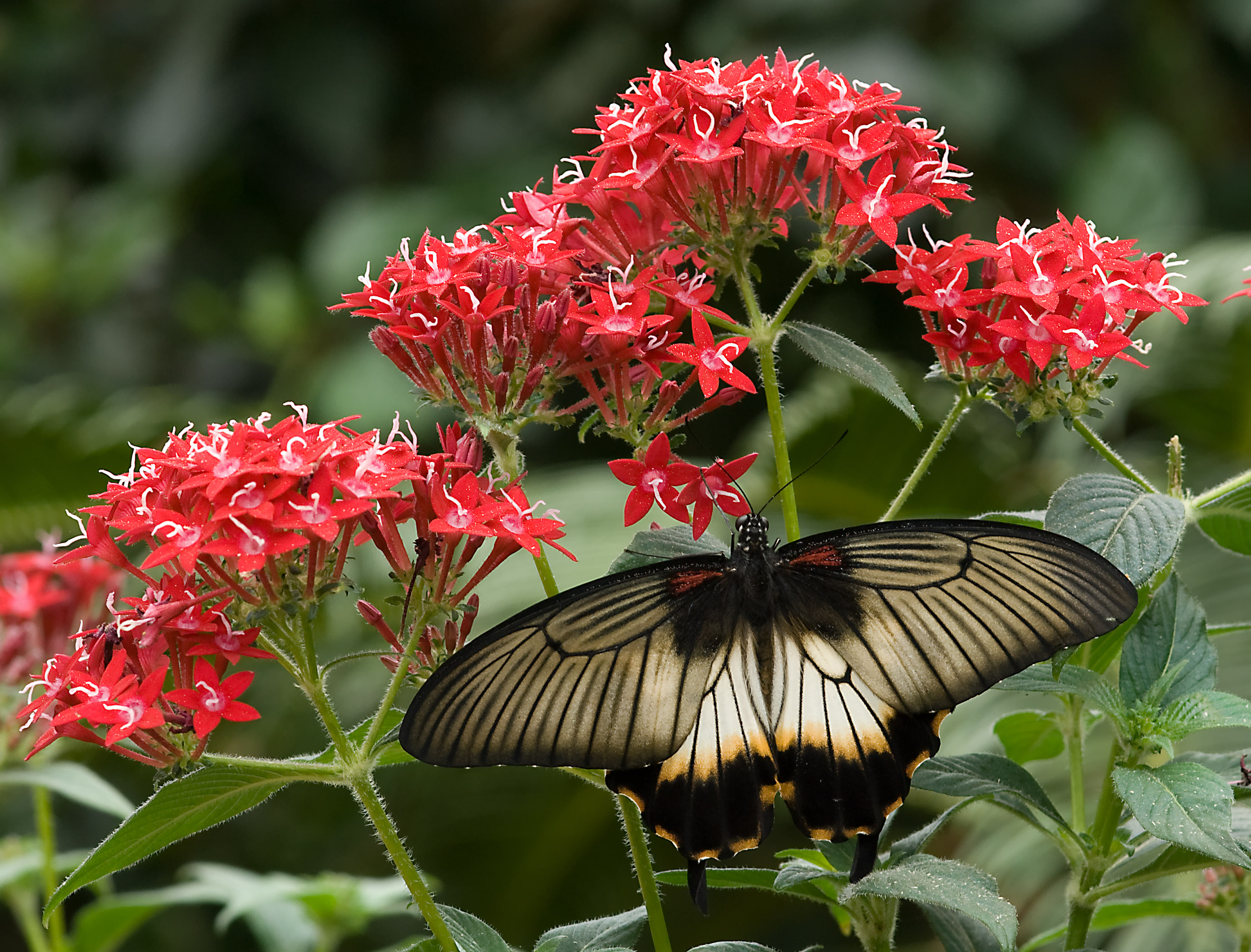 Papilio-pjt2