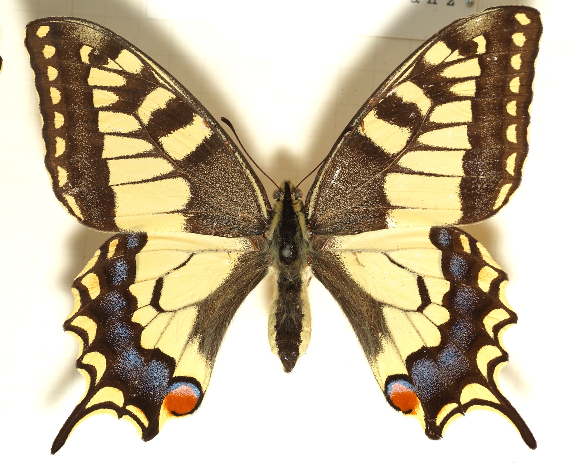 Papilio.machaon.mounted
