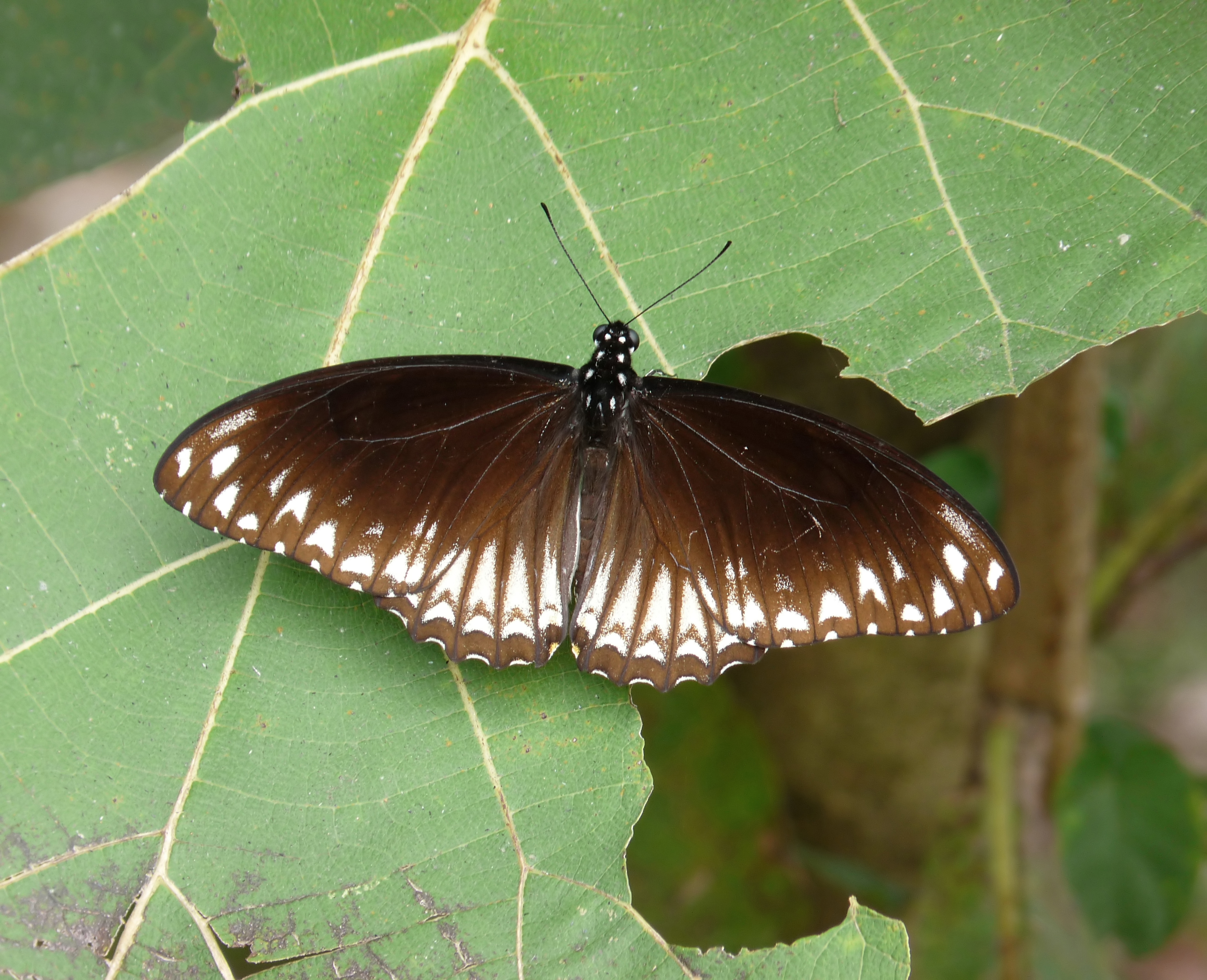 Papilio clytia at Kadavoor
