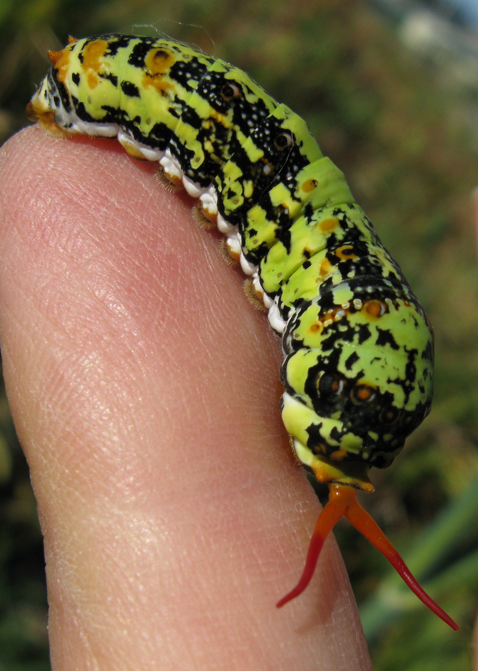 Papilio demodocus larva IMG 8545s