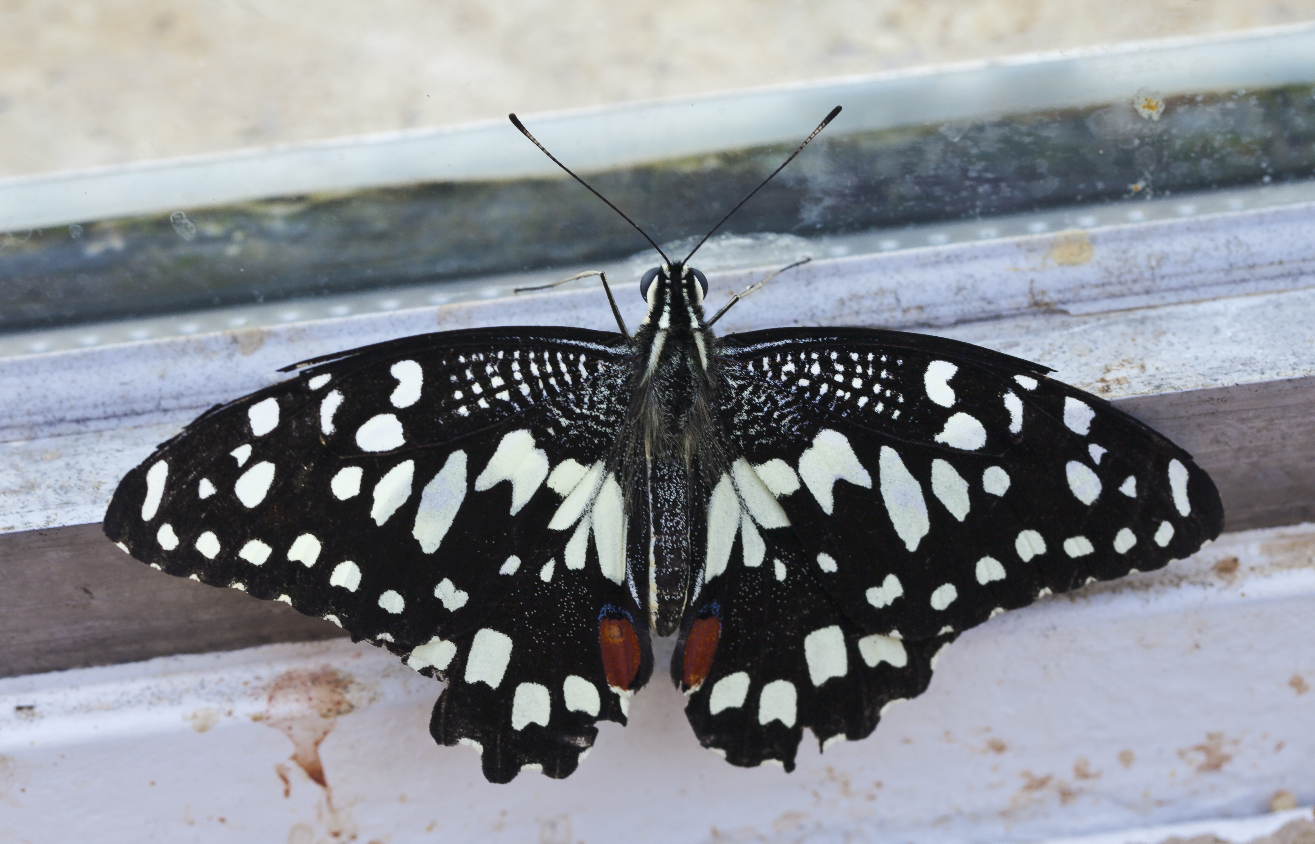 Papilio demoleus, Jardín Botánico de Múnich, Alemania, 2013-01-27, DD 01
