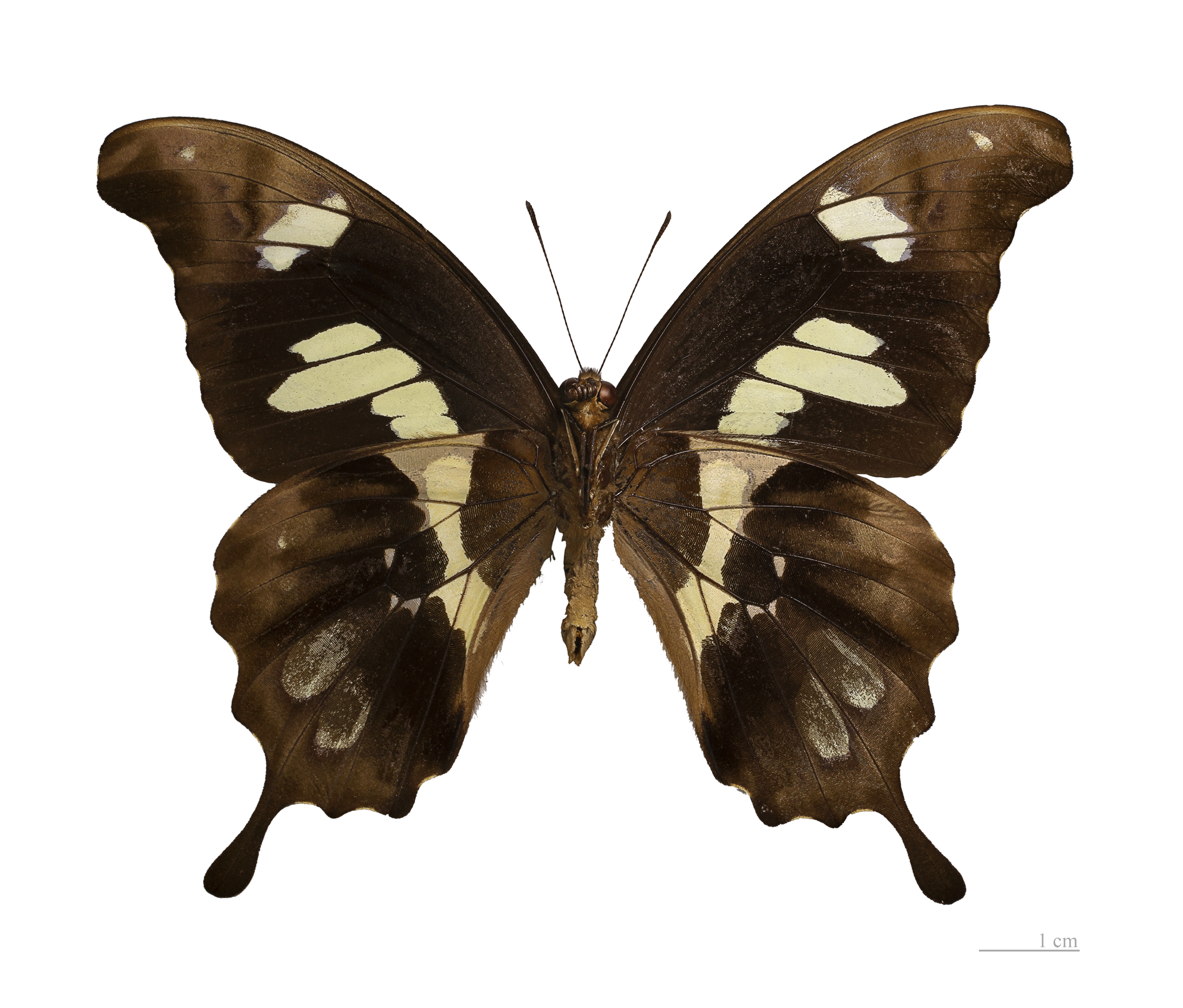 Papilio hesperus hesperus MHNT ventre
