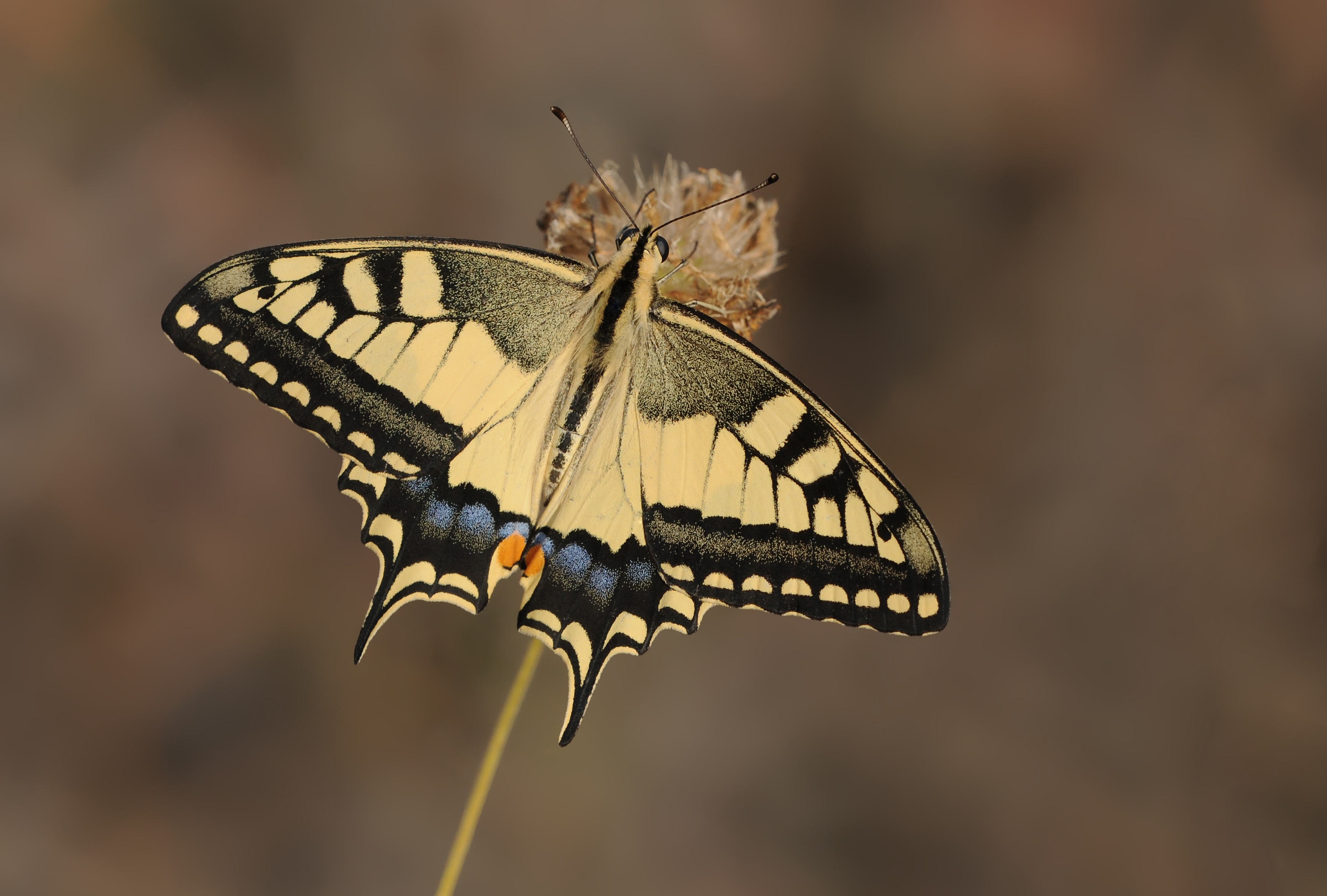 Papilio machaon - Swallowtail