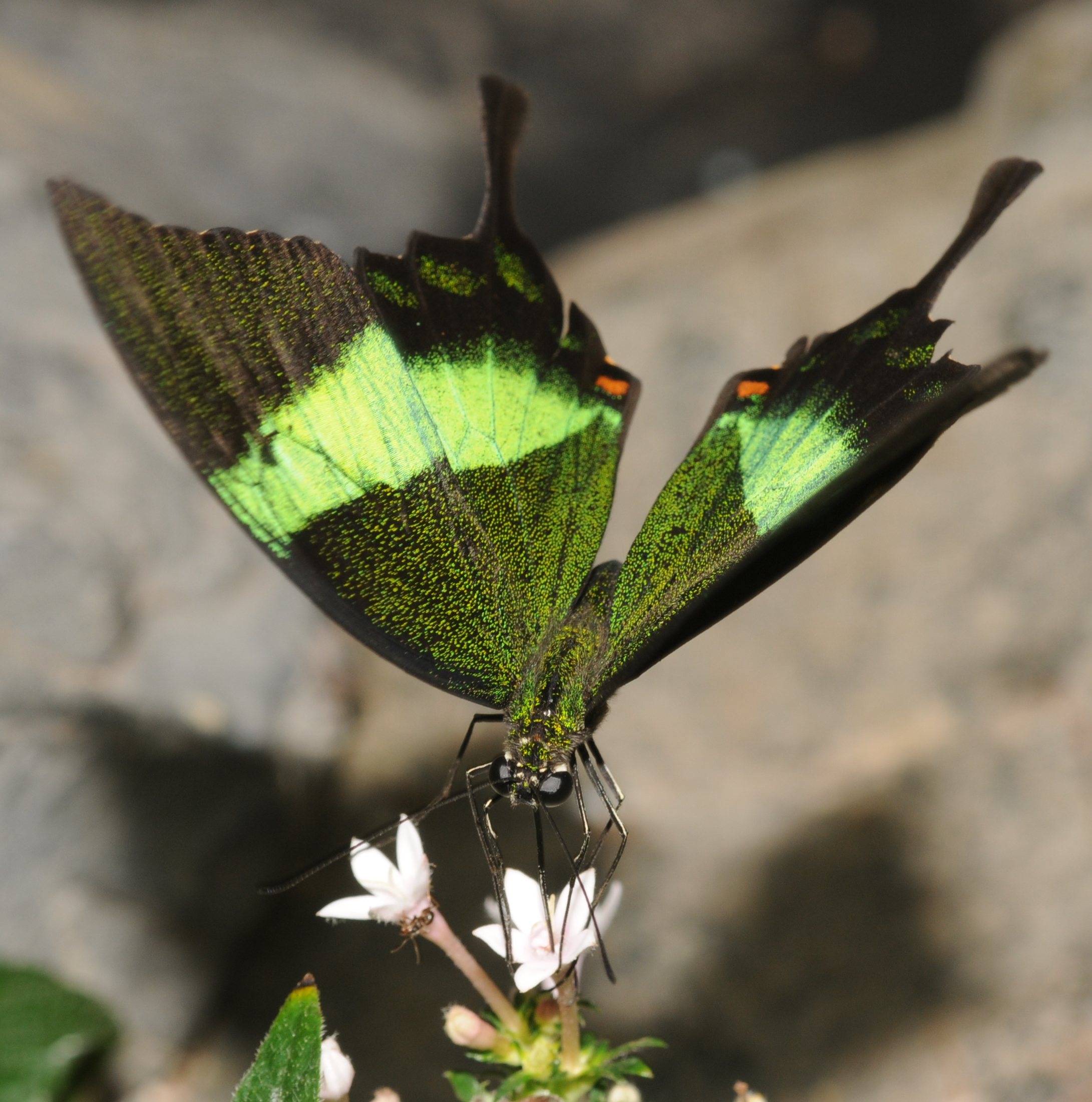Papilio palinurus (2)