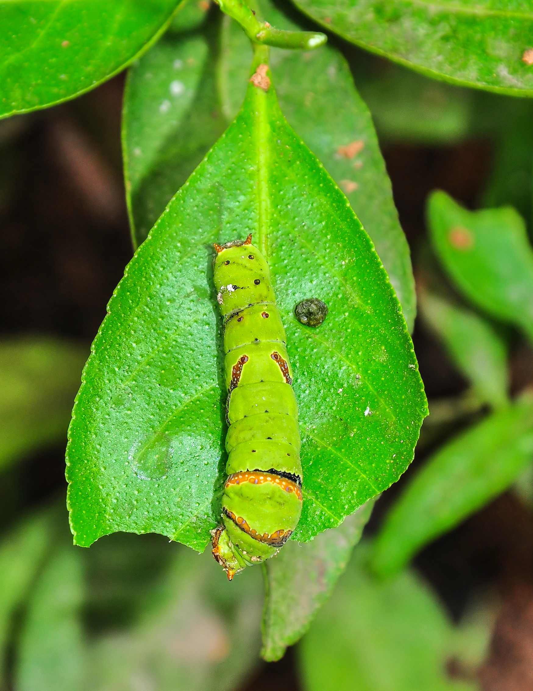 Papilio Polyetes 08062012 (1)