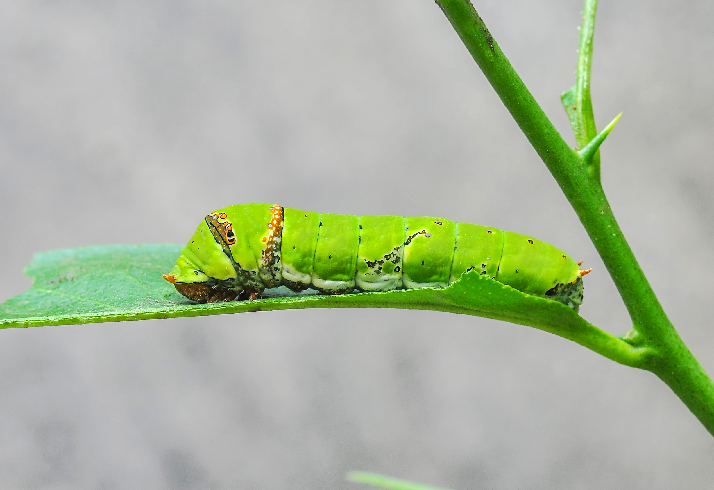 Papilio Polyetes 08062012 (4)