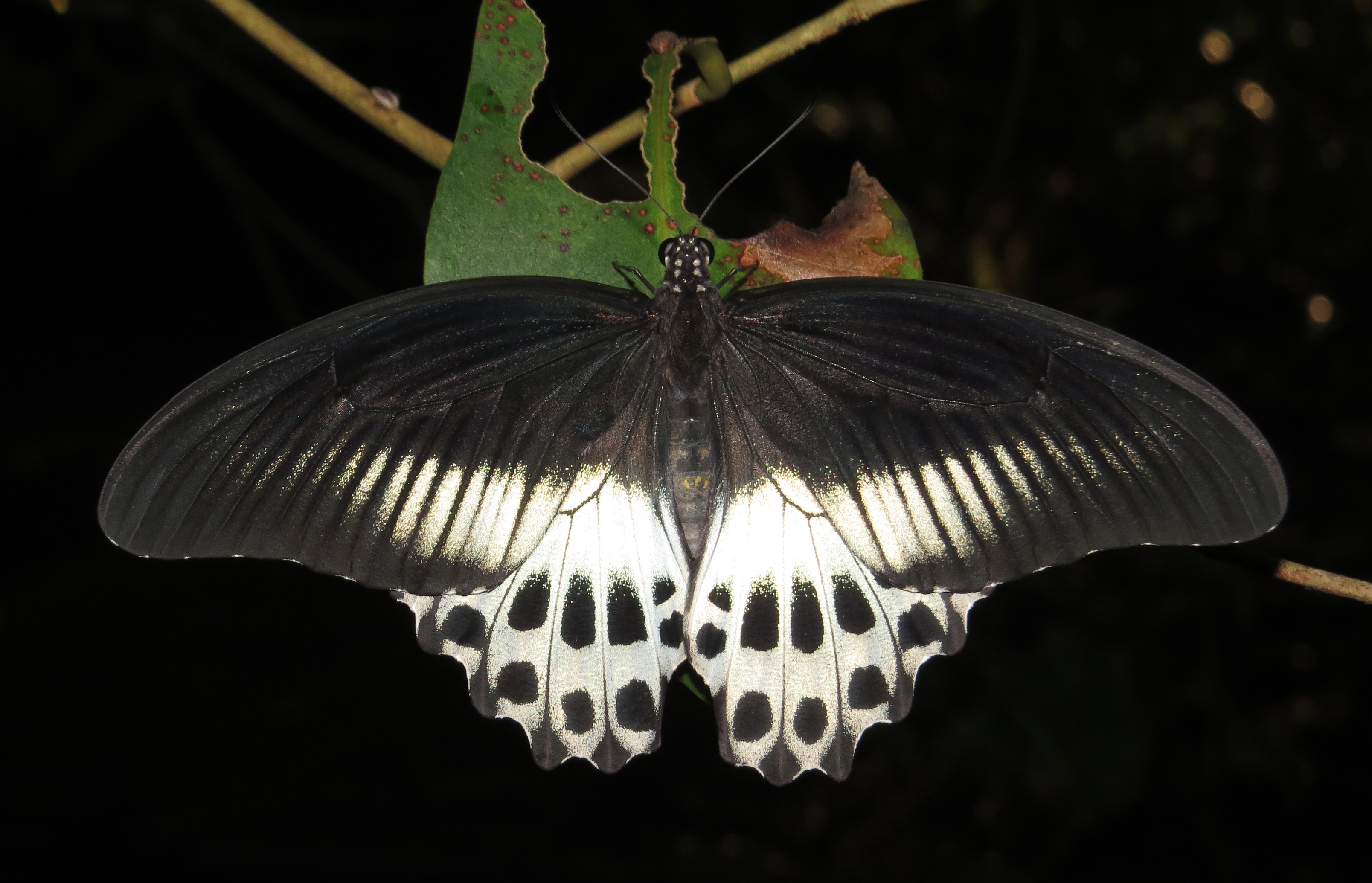 Papilio polymnestor – Blue Mormon 02