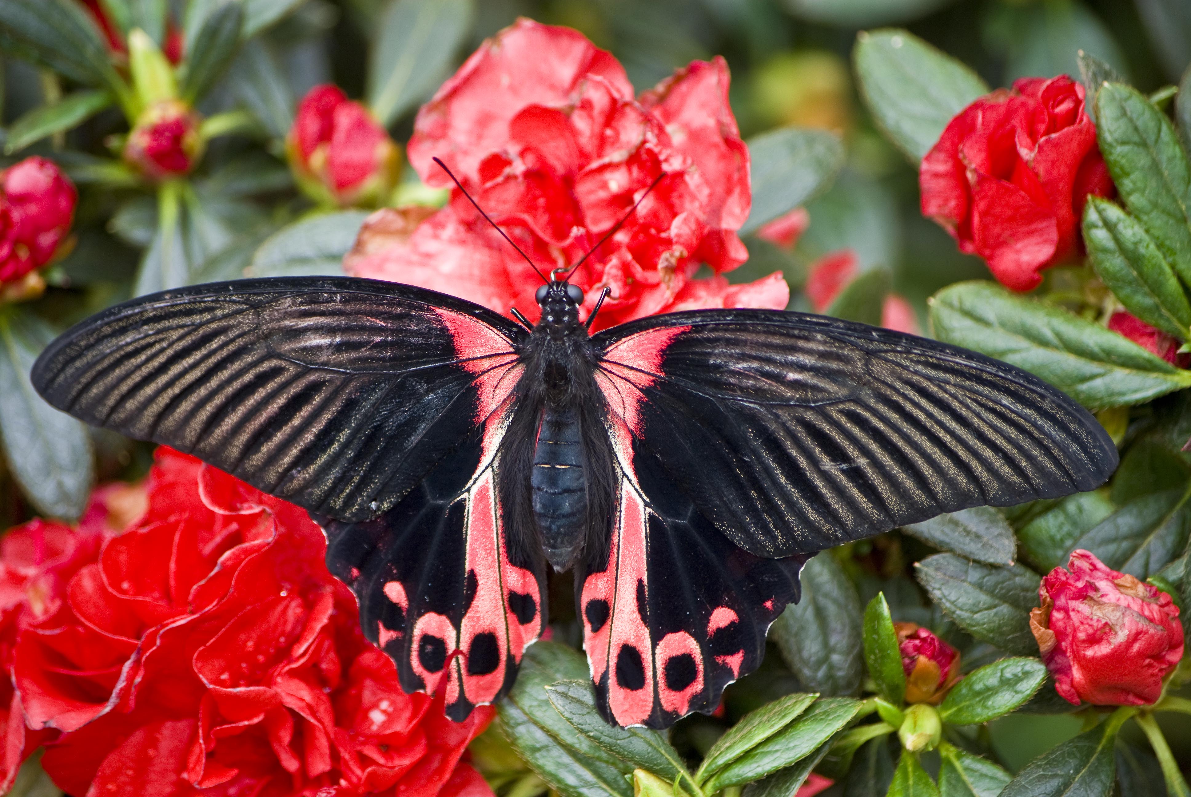 Papilio rumanzovia4