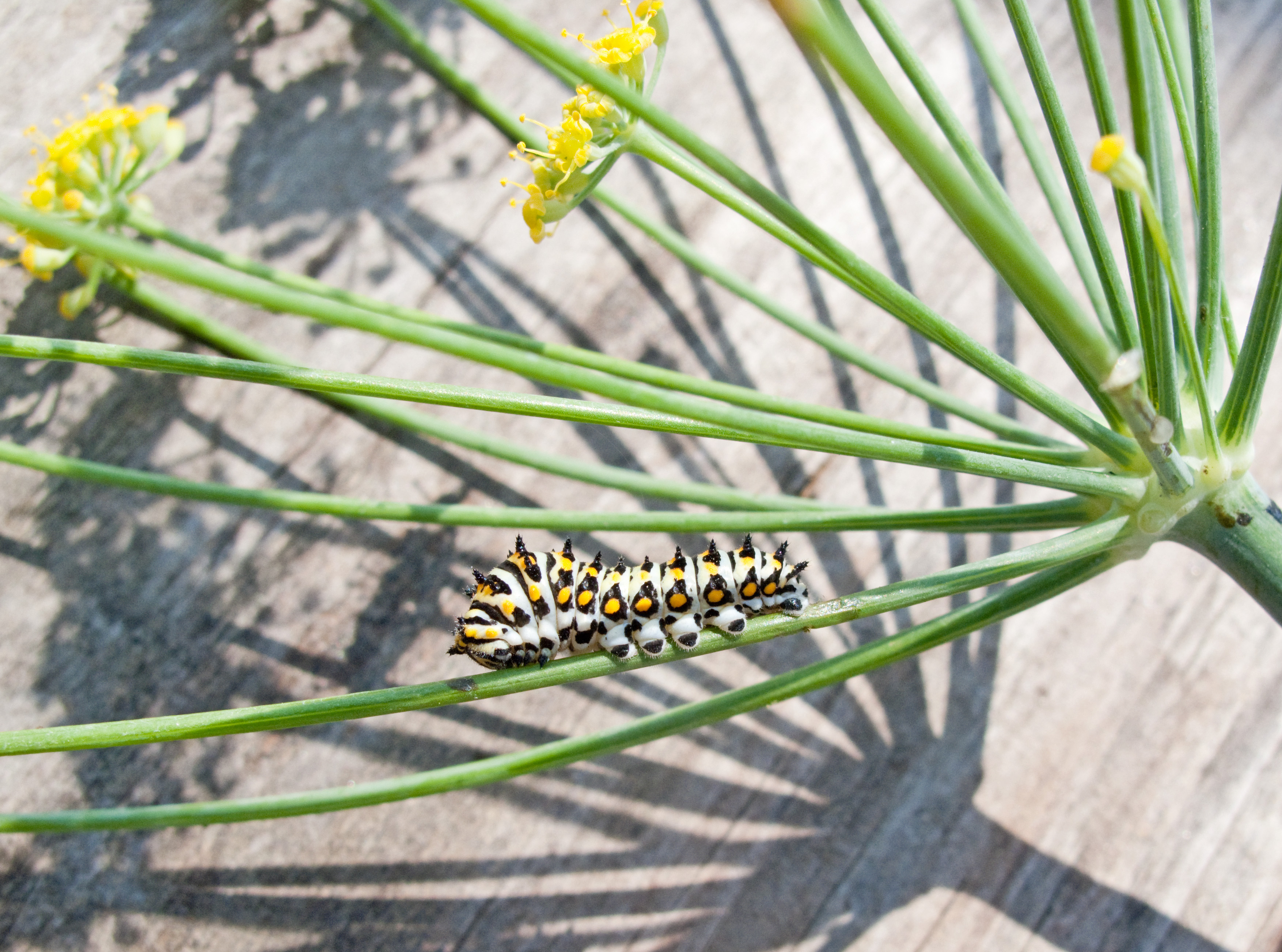 Papilio zelicaon caterpillar on fennel flower head