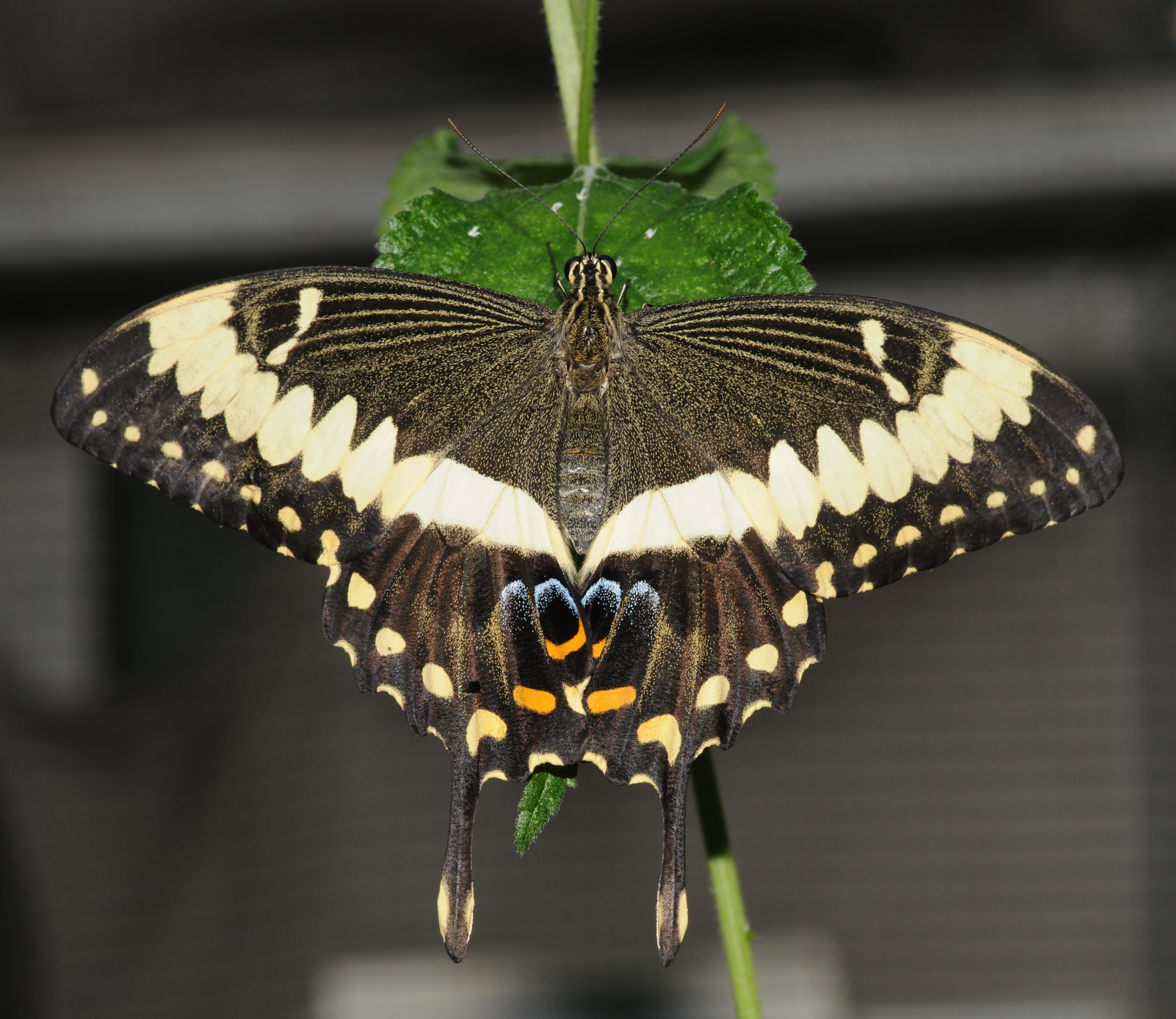 Papilionidae sp (1)