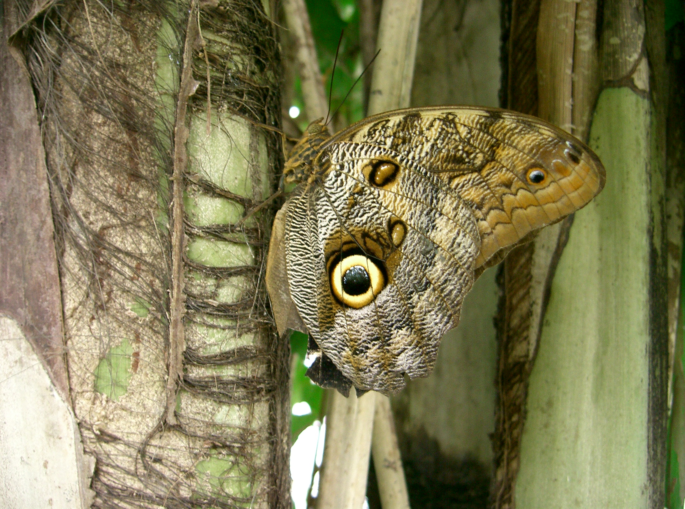 PapillonOeil