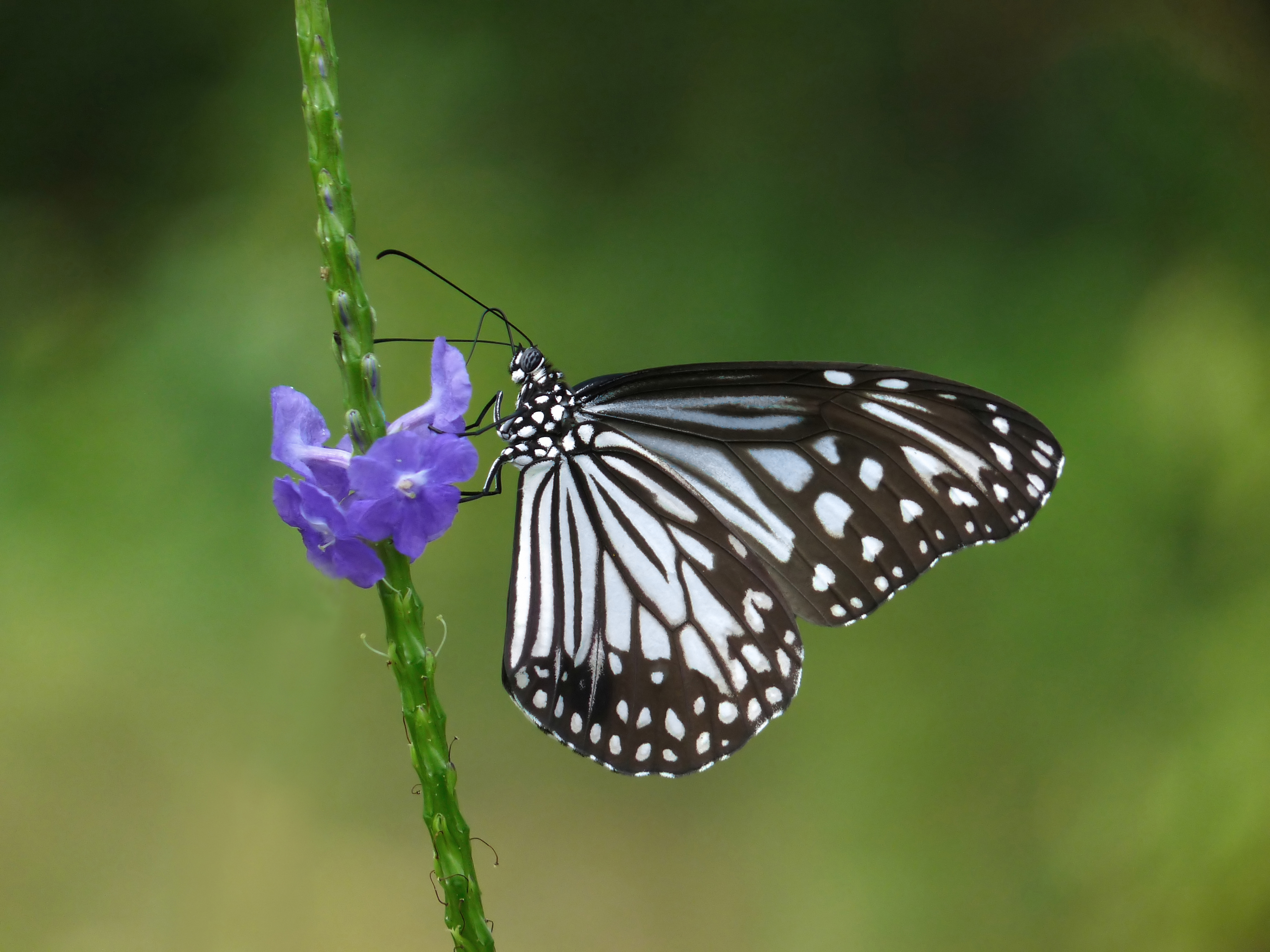 Parantica aglea at Nayikayam Thattu