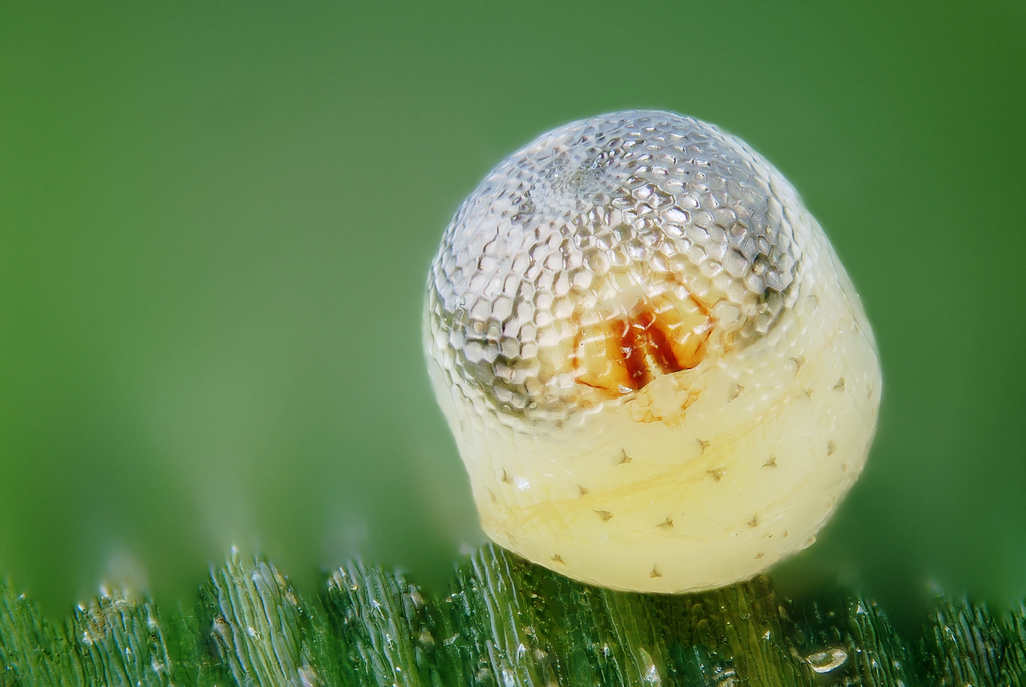 Pararge aegeria egg with embryo