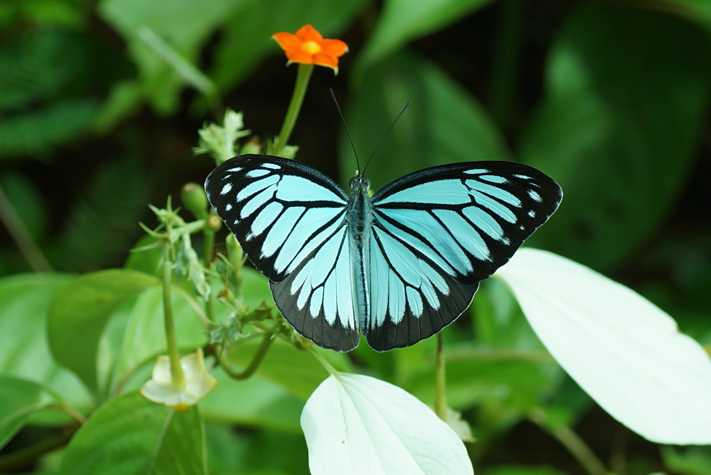 Pareronia valeria 01429