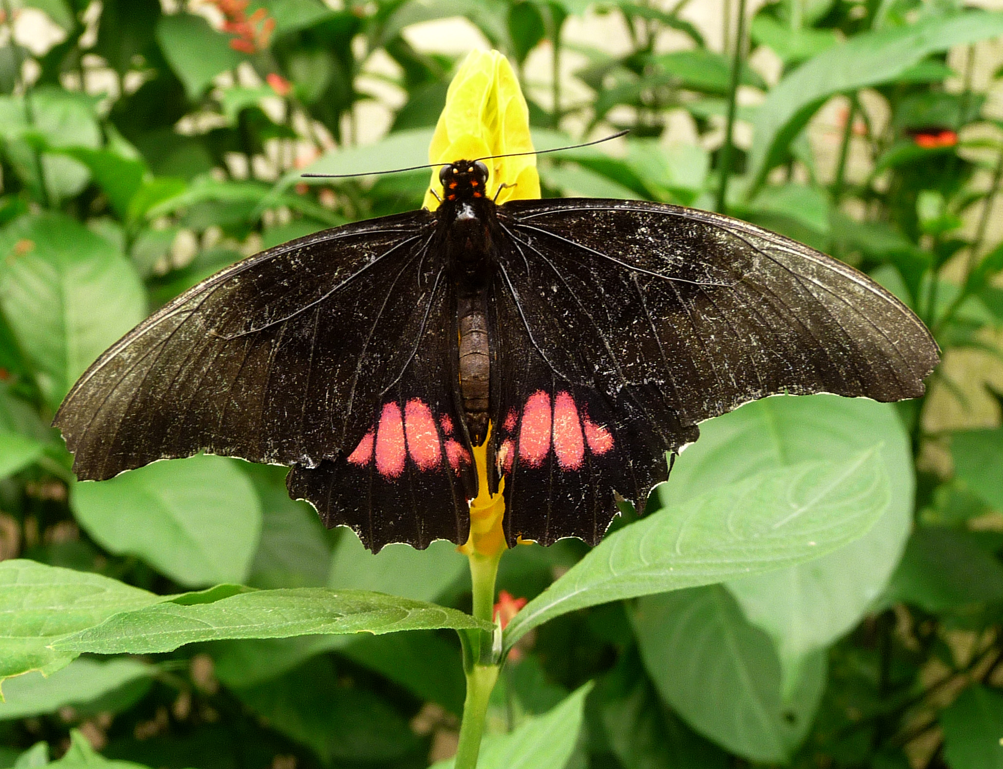 Parides sp.^ female. - Flickr - gailhampshire