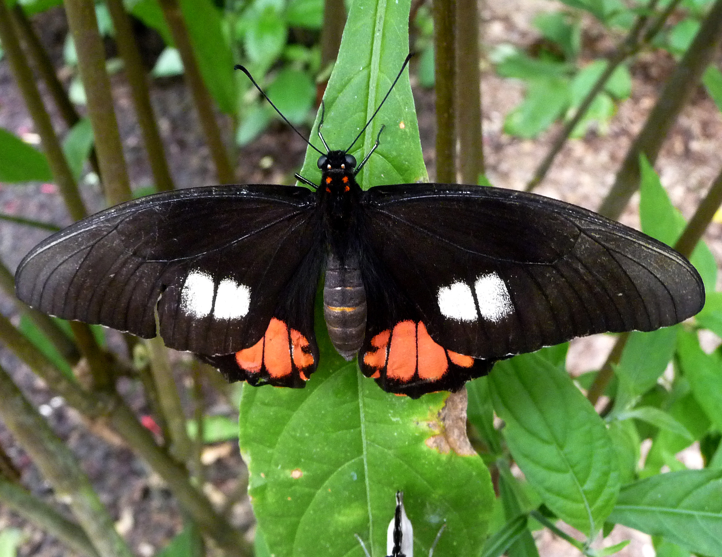 Parides species - Flickr - gailhampshire
