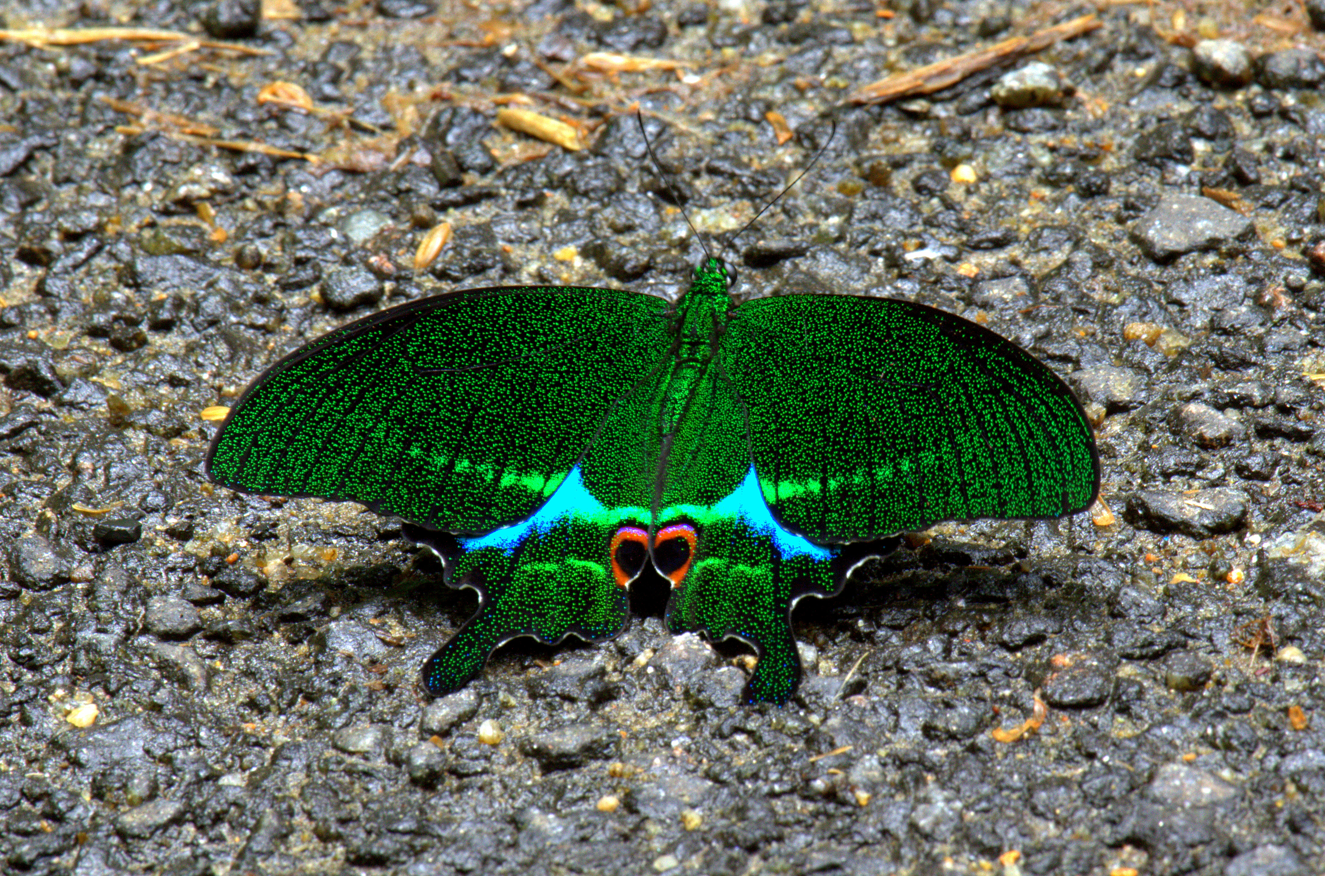Paris Peacock by N.A. Naseer