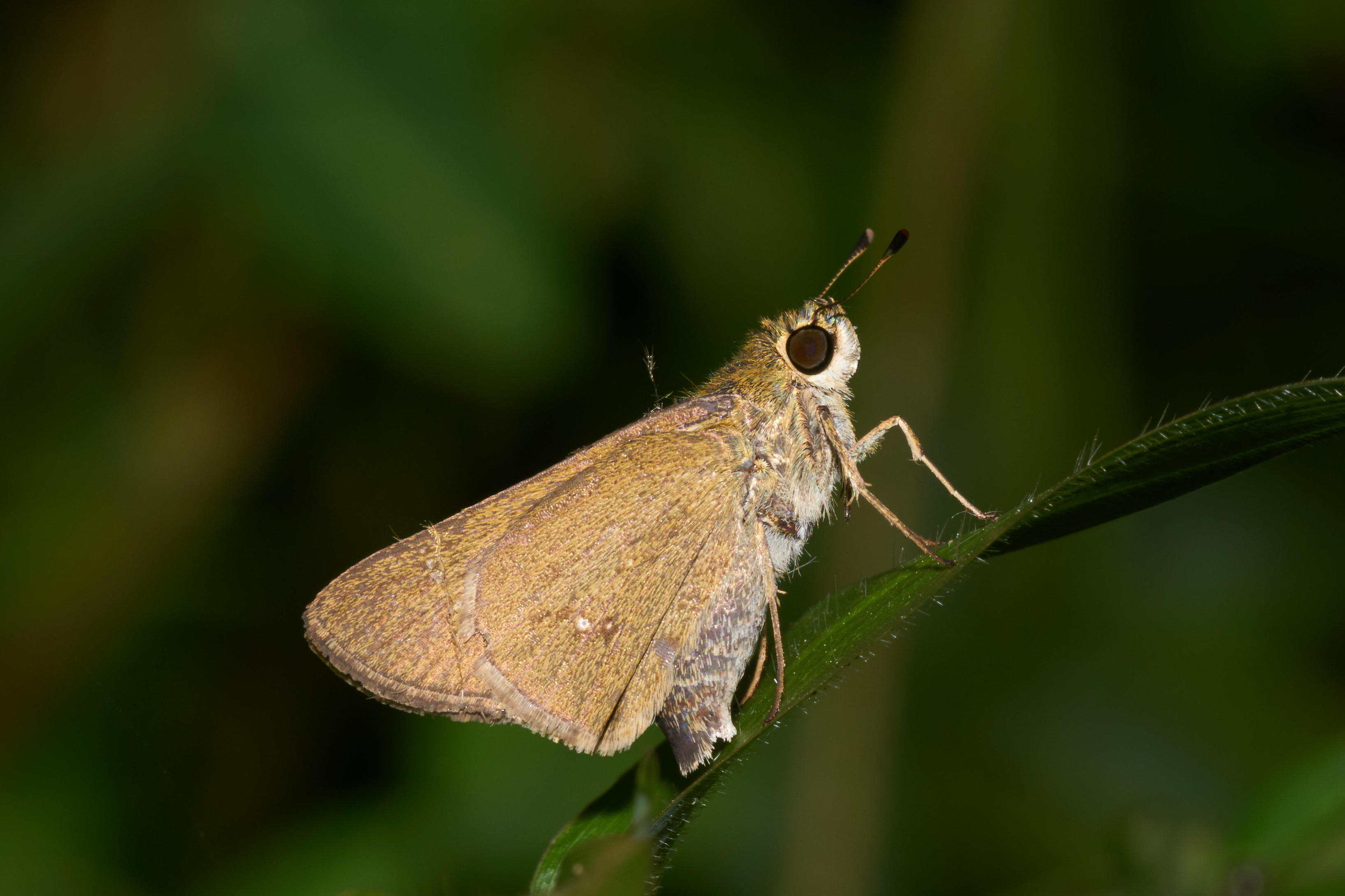 Parnara bada-Kadavoor-2016-09-09-001