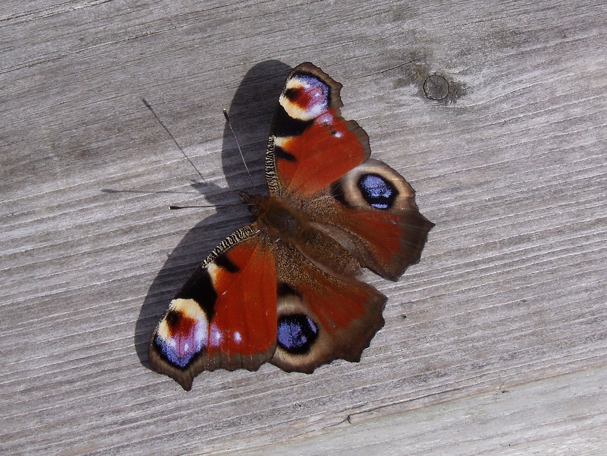 Peacock (Inachis io) (8094943351)