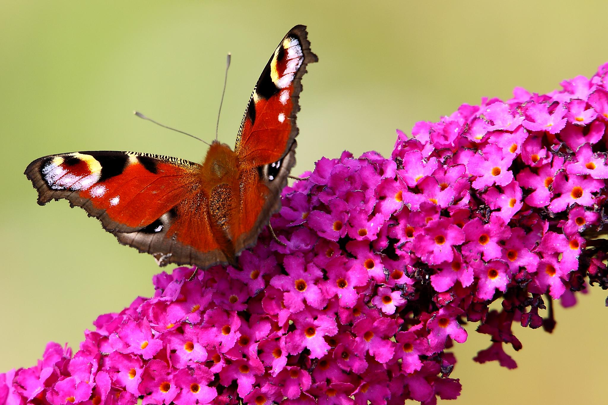 Peacock Butterfly - Butterflyworld (7766632920)