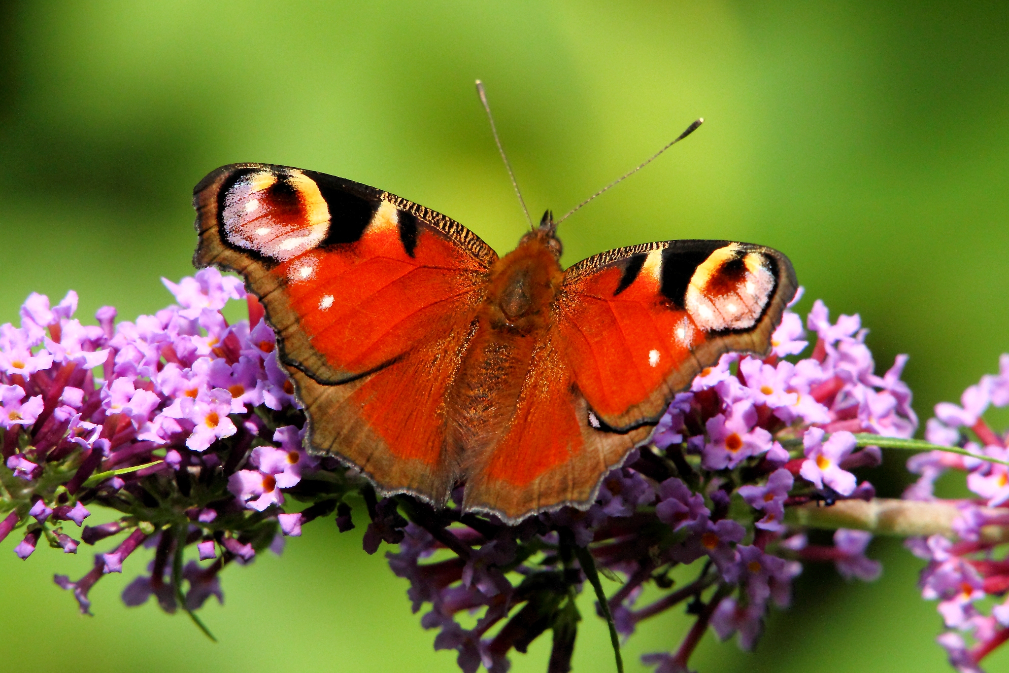 Peacock Butterfly (9381126545)