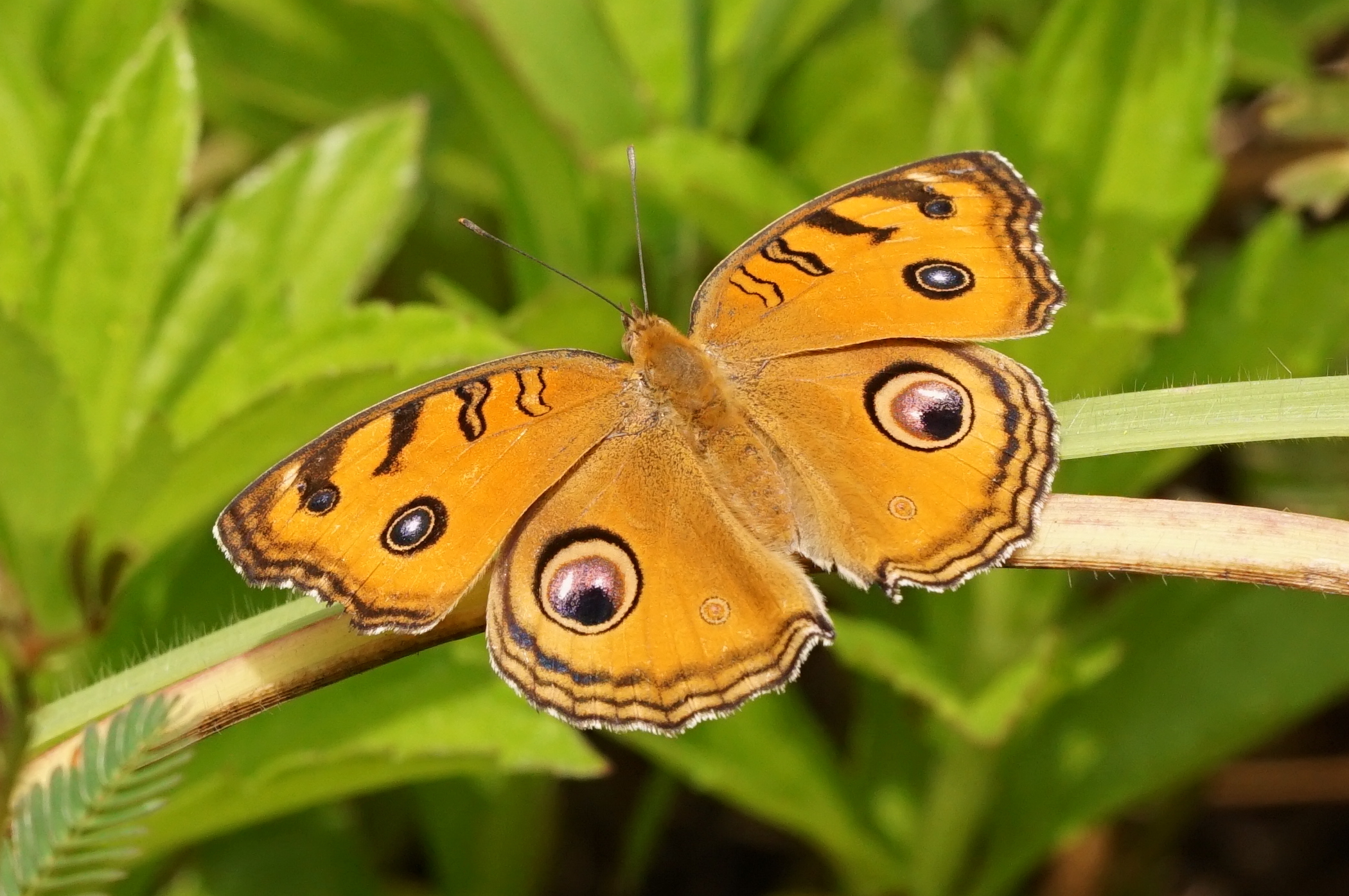 Peacock pansy 07759
