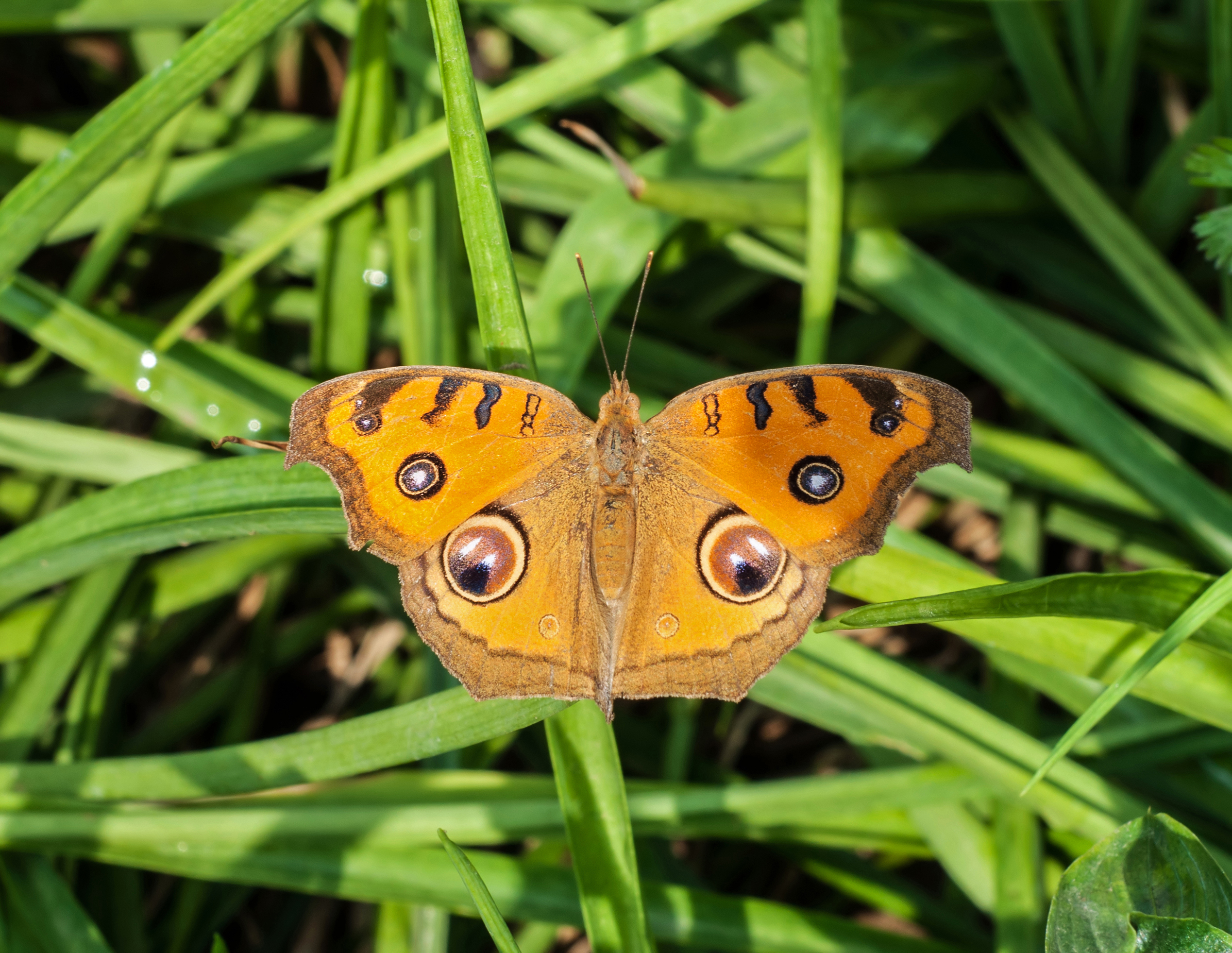 Peacock Pansy 31012013