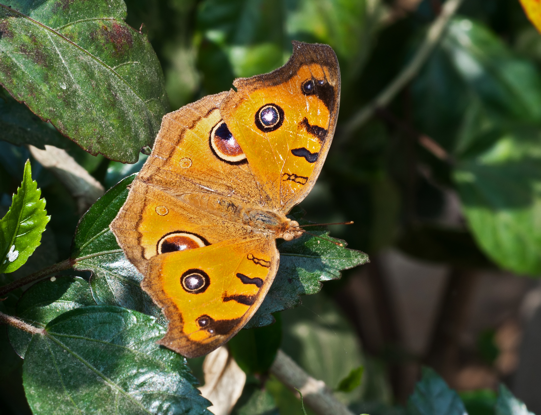 Peacock Pansy, Burdwan, West Bengal, India 31 01 2013 01