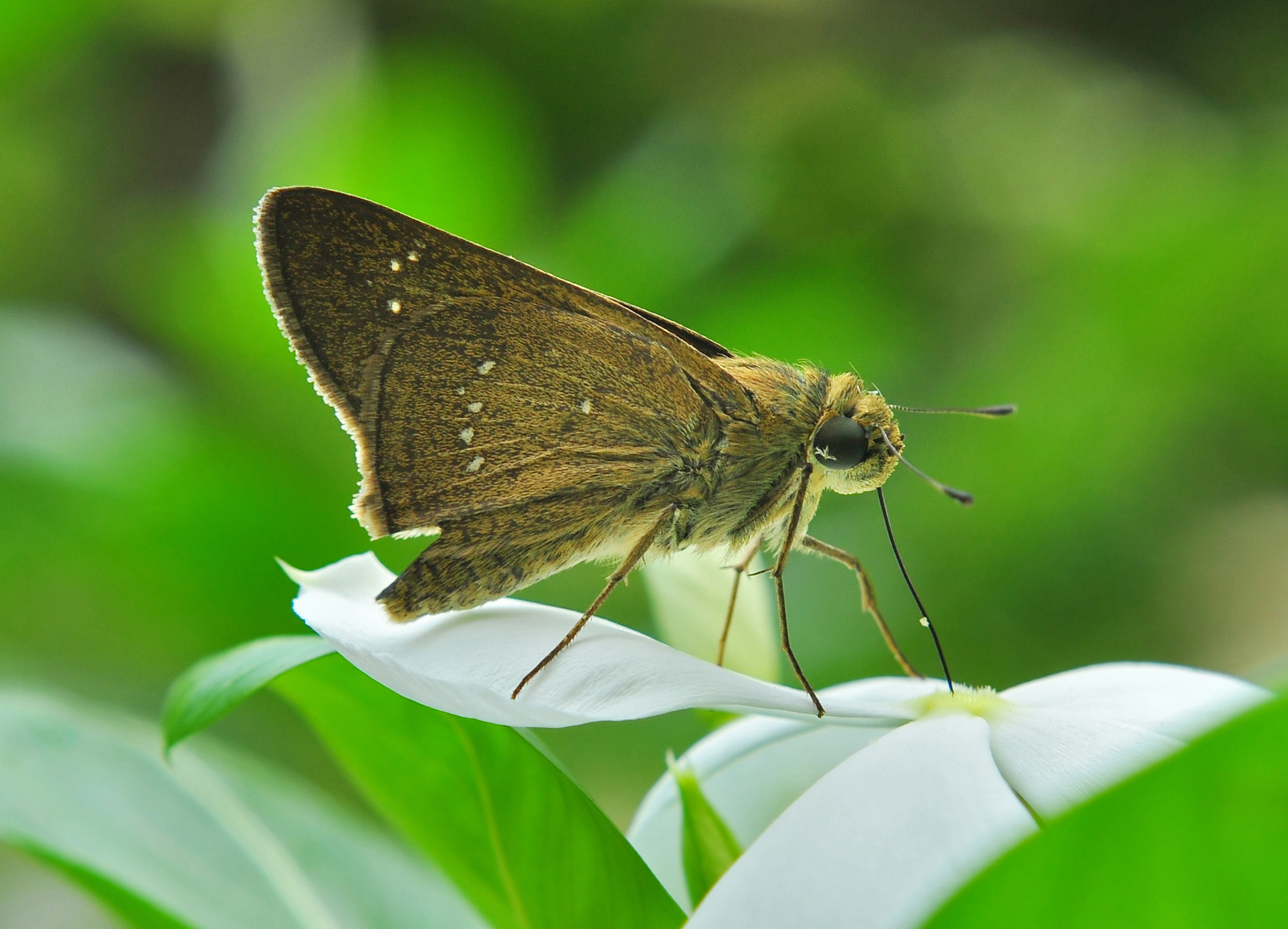 Pelopidas agna, Burdwan, West Bengal, India 18 09 2012