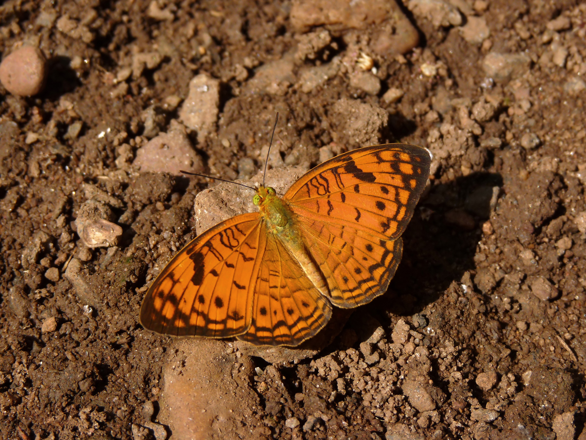 Phalanta alcippe at Nayikayam Thattu