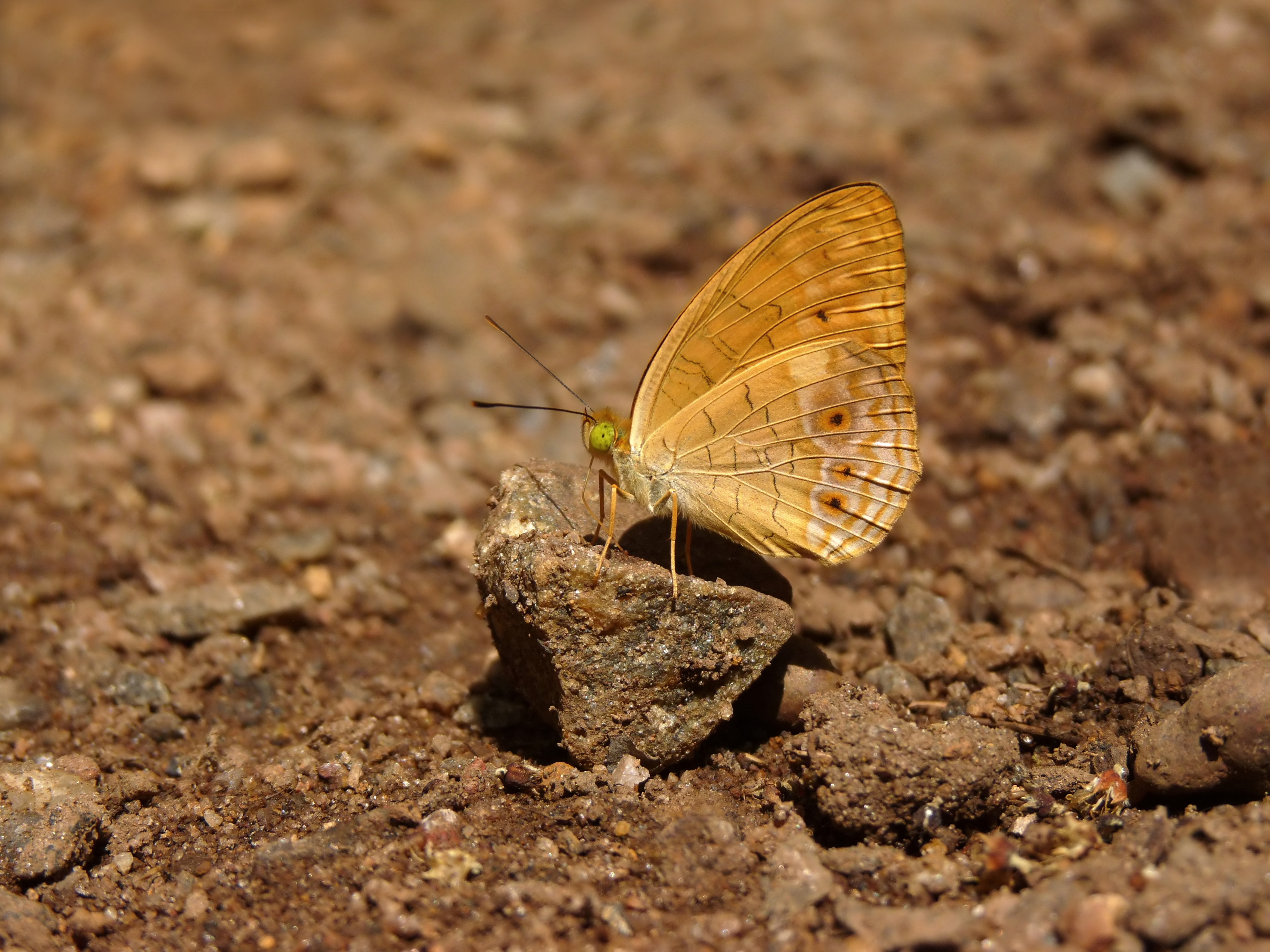 Phalanta alcippe by Nayikayam Thattu