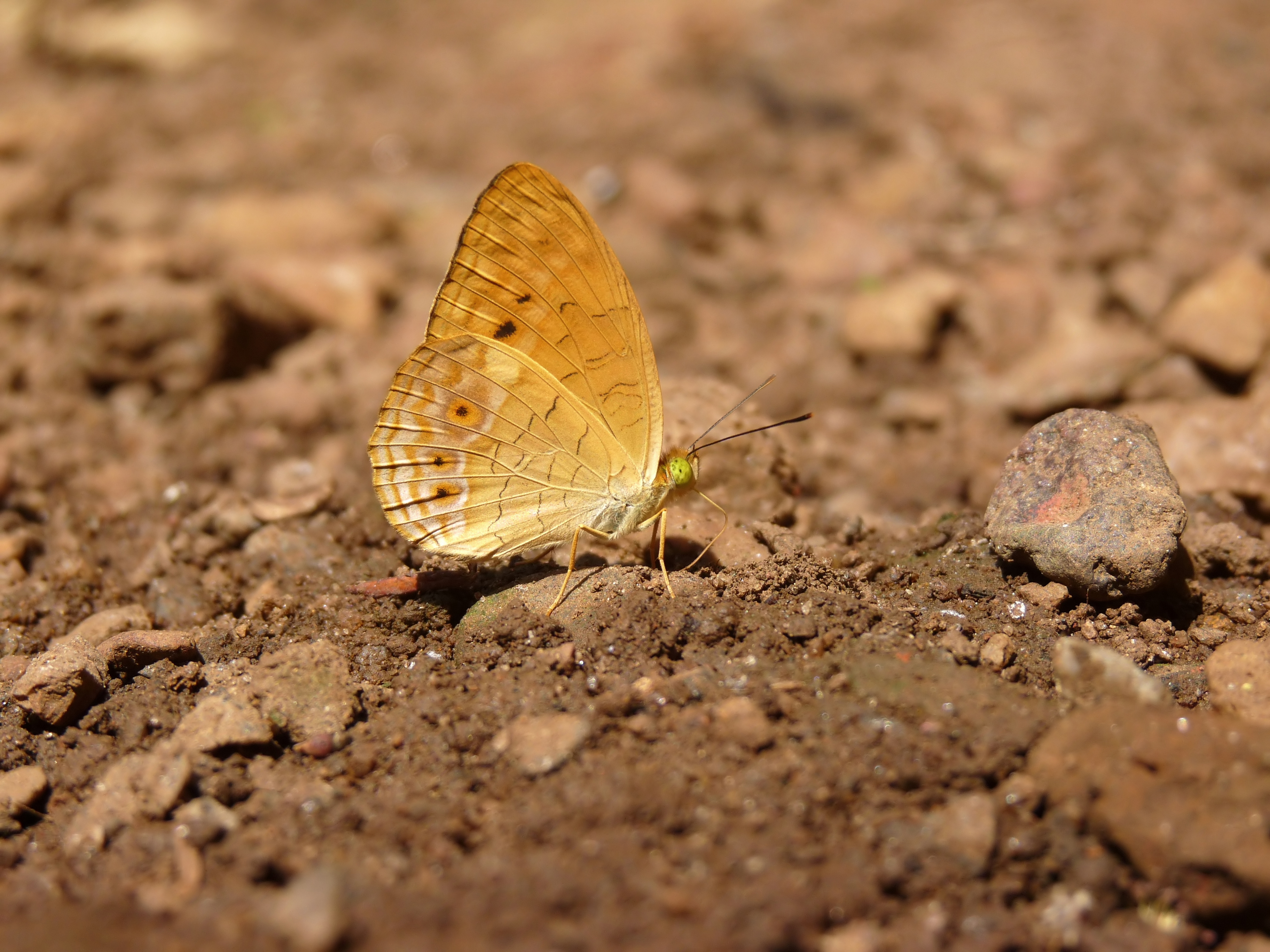 Phalanta alcippe in Nayikayam Thattu