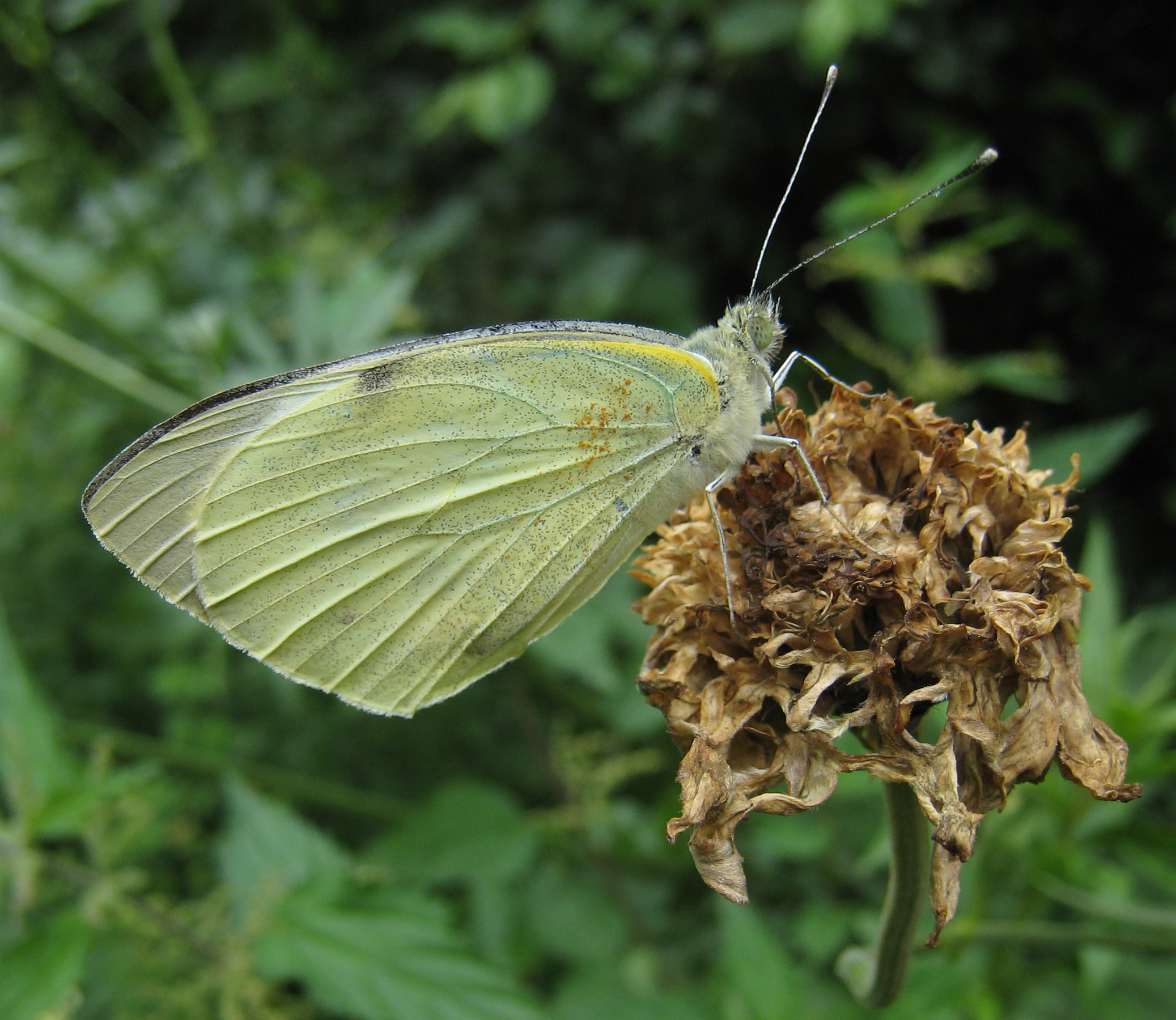 Pieris brassicae closed wings