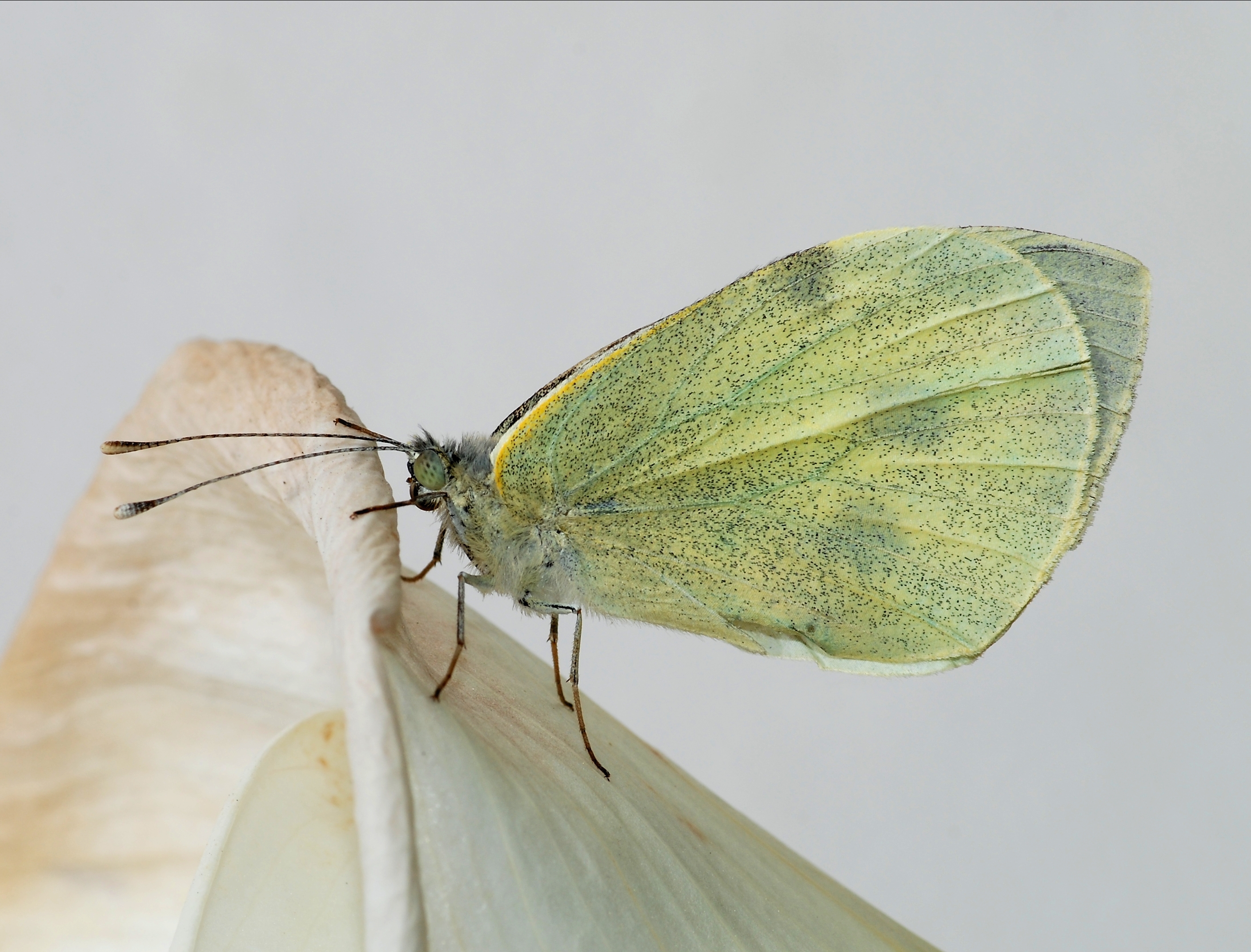 Pieris May 2012-1