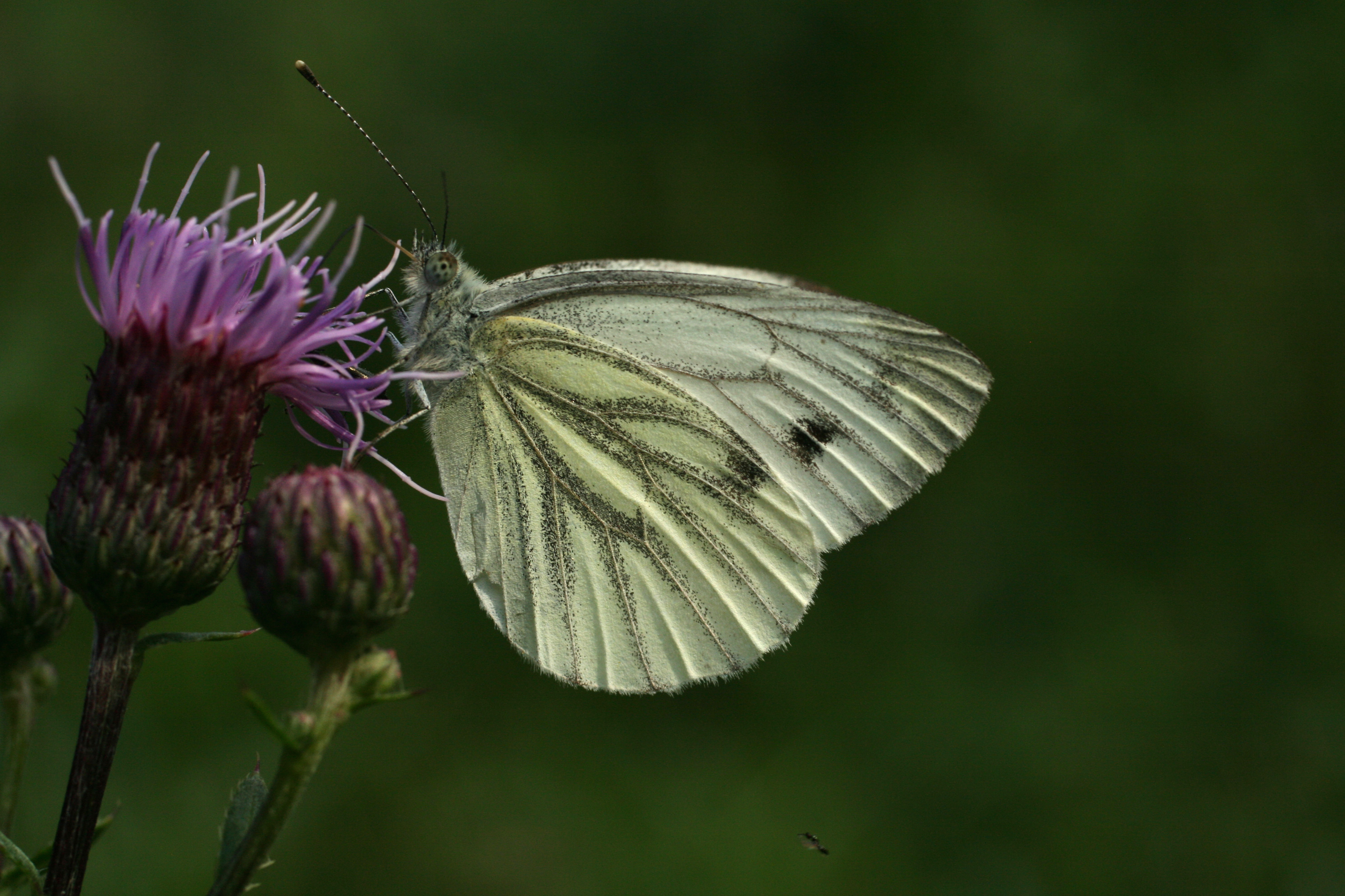 Pieris napi in Lill-Jansskgoen