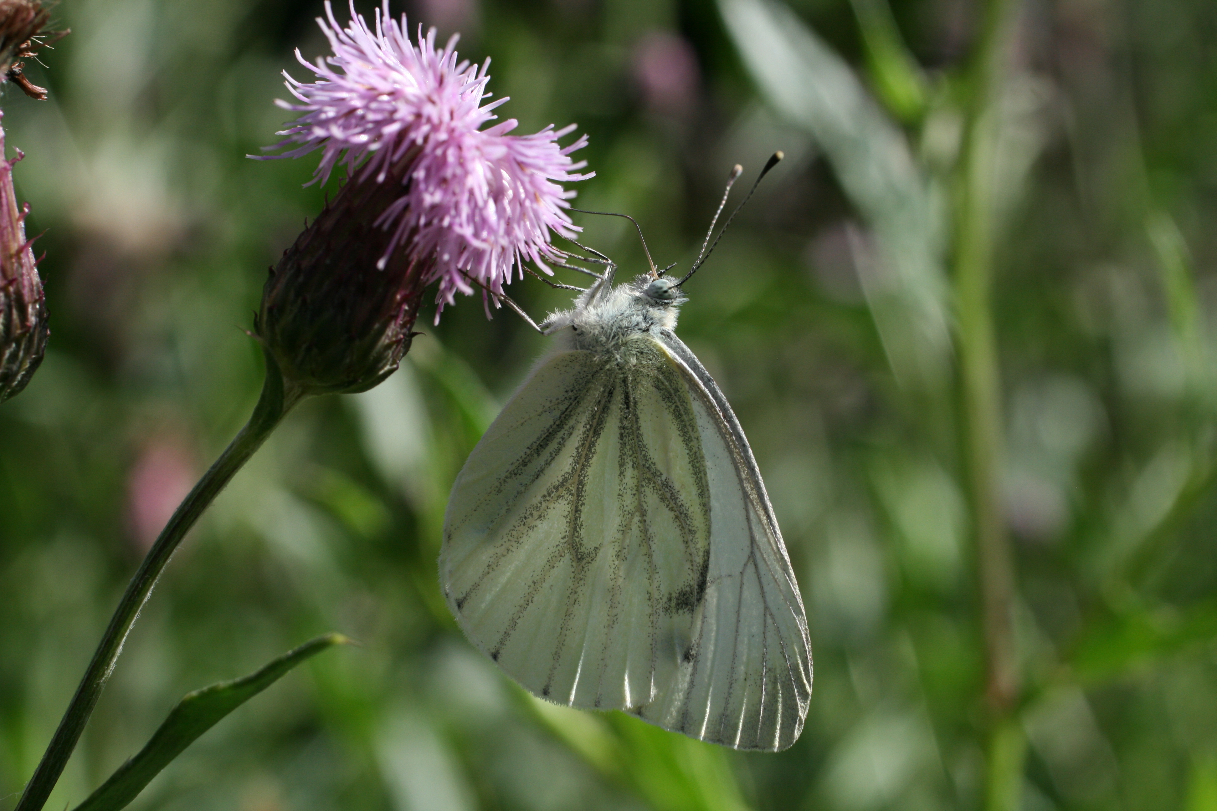 Pieris napi Kronobergsparen 2