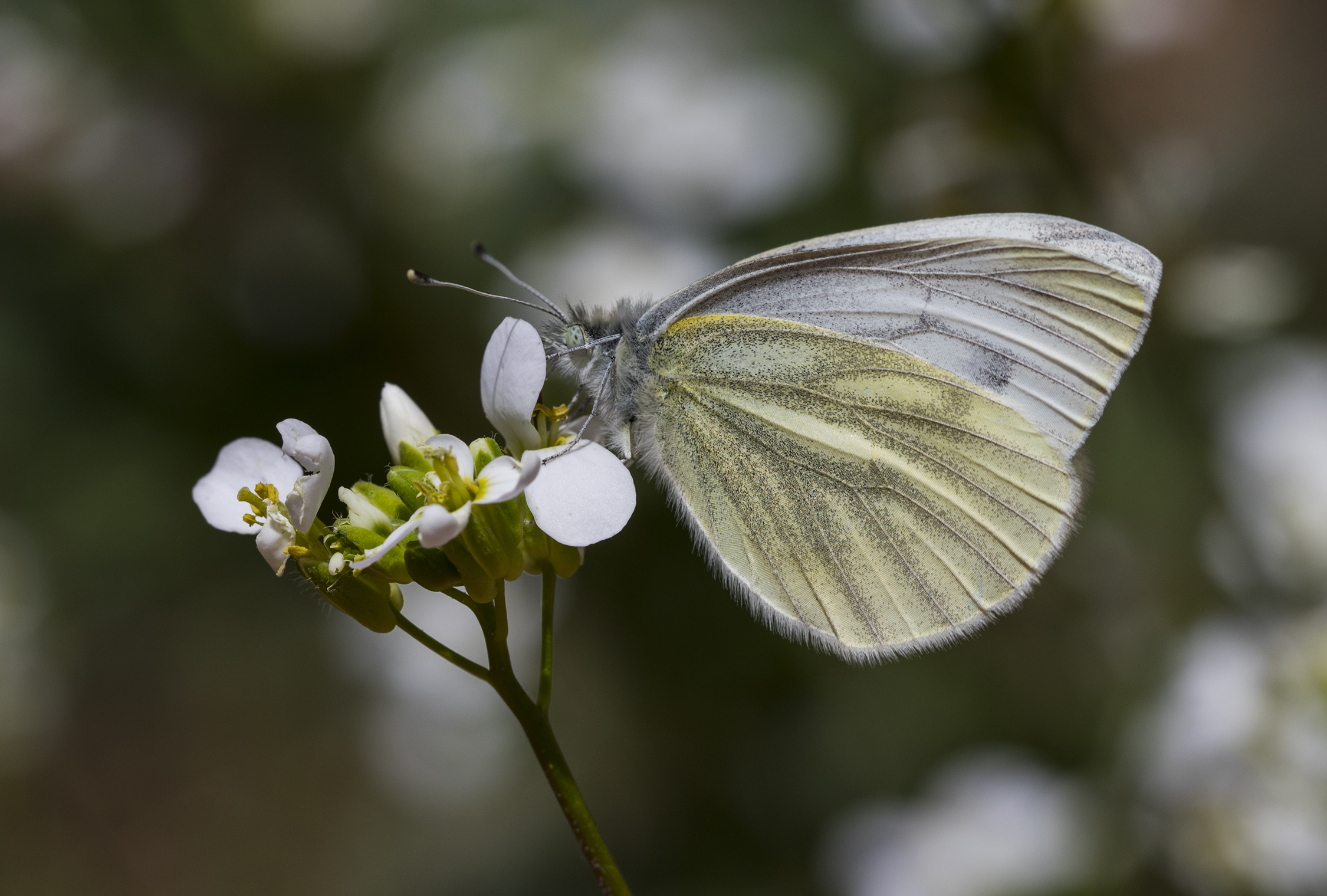 Pieris pseudorape - Yalancı beyazmelek 15