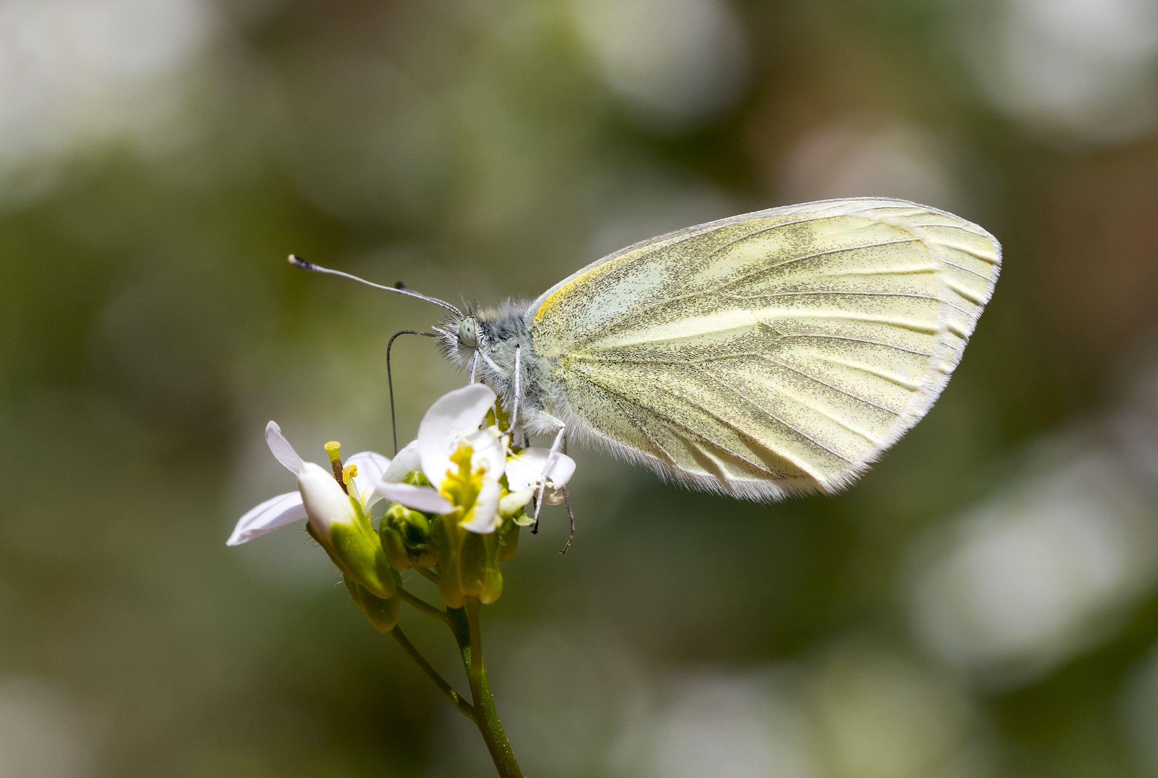 Pieris pseudorape - Yalancı beyazmelek 17