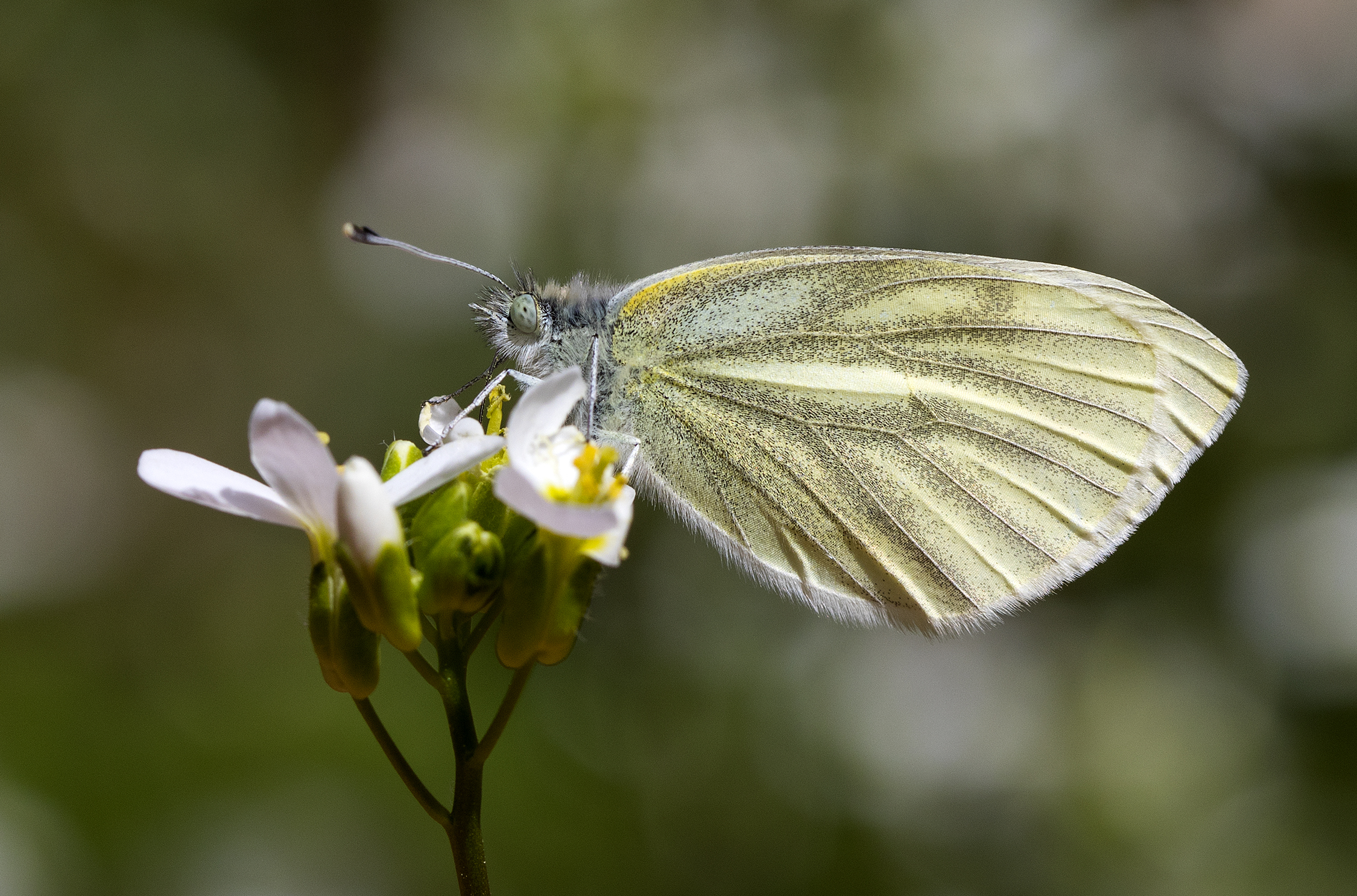 Pieris pseudorape - Yalancı beyazmelek 18